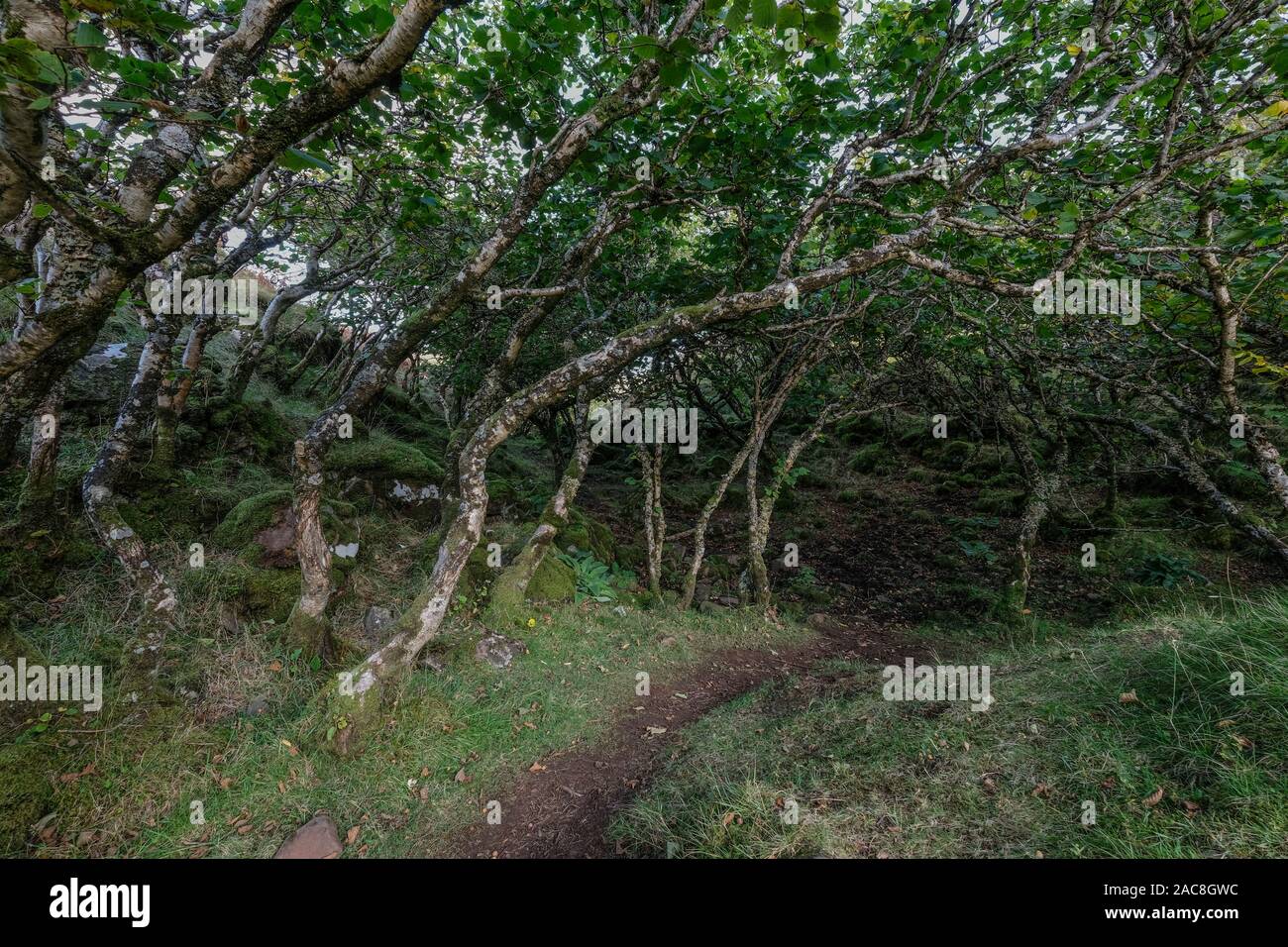 Il sentiero alla Fairy Glen, Isola di Skye, Scotland, Regno Unito Foto Stock