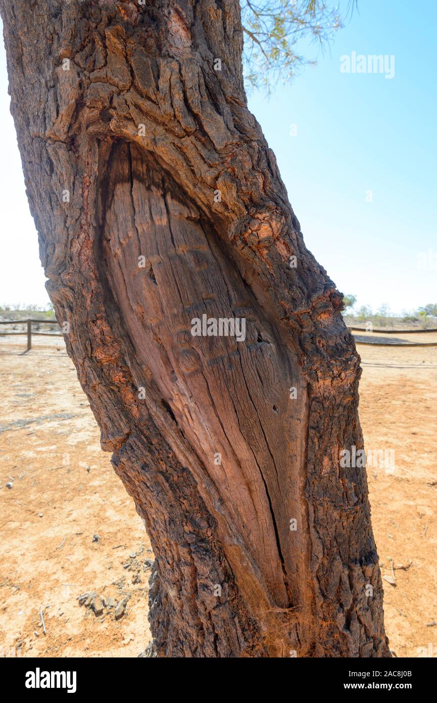 Albero con incise le iniziali JP (James Poole, assistente di capitano Charles Sturt) che morì di scorbuto nel 1845 al deposito Glen, vicino Milparinka, nuovo Foto Stock