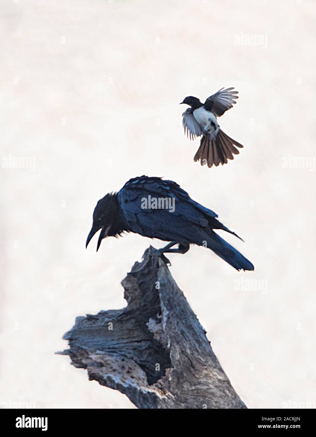 Silhouette di un corvo Torresian (Corvus orru) essendo assaliti da un Willie Wagtail (Rhipidura leucophrys), Nuovo Galles del Sud, NSW, Australia Foto Stock
