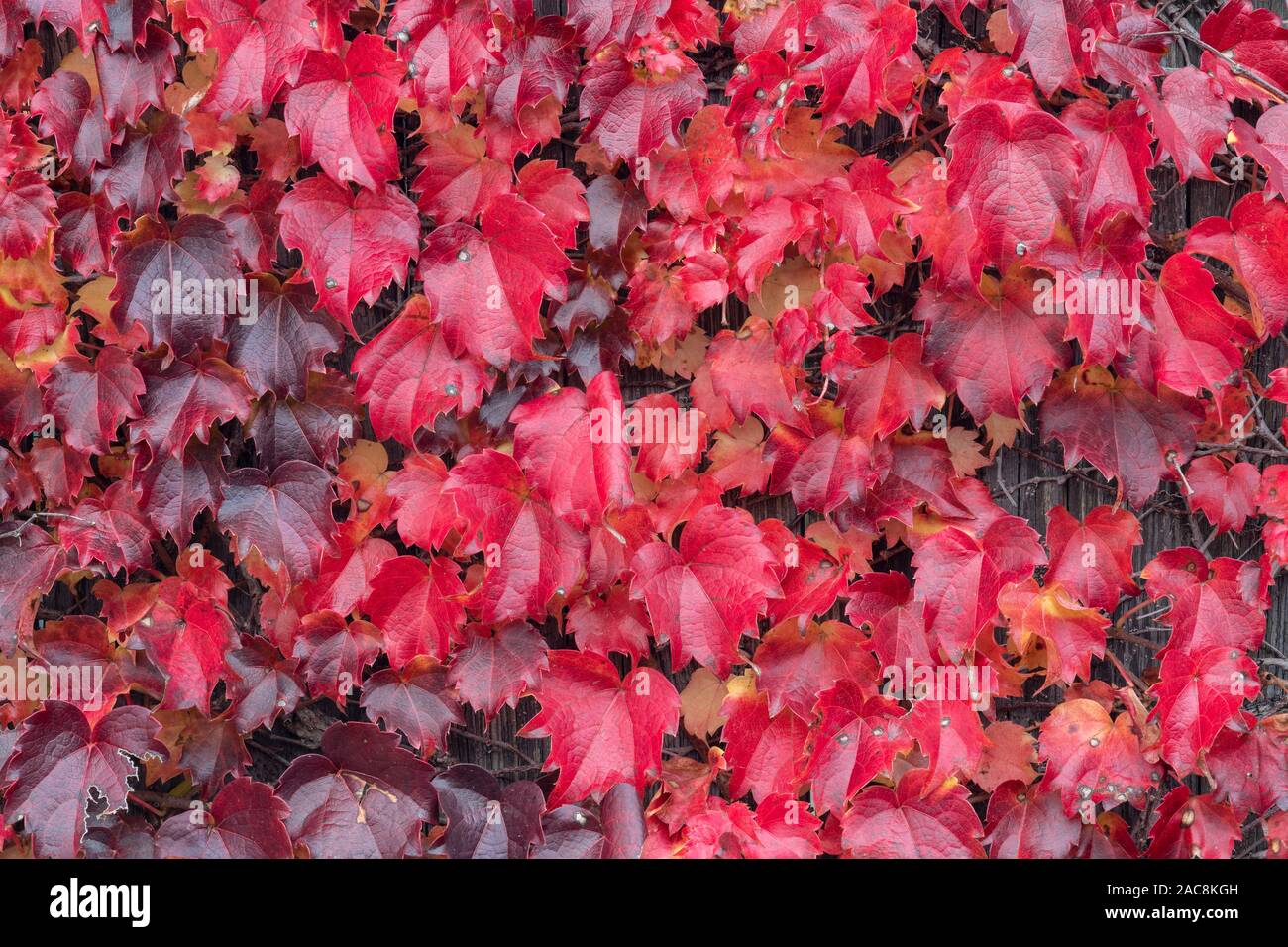 Vitigni rossi crescente sul recinto, Autunno, E STATI UNITI D'AMERICA, di Dominique Braud/Dembinsky Foto Assoc Foto Stock