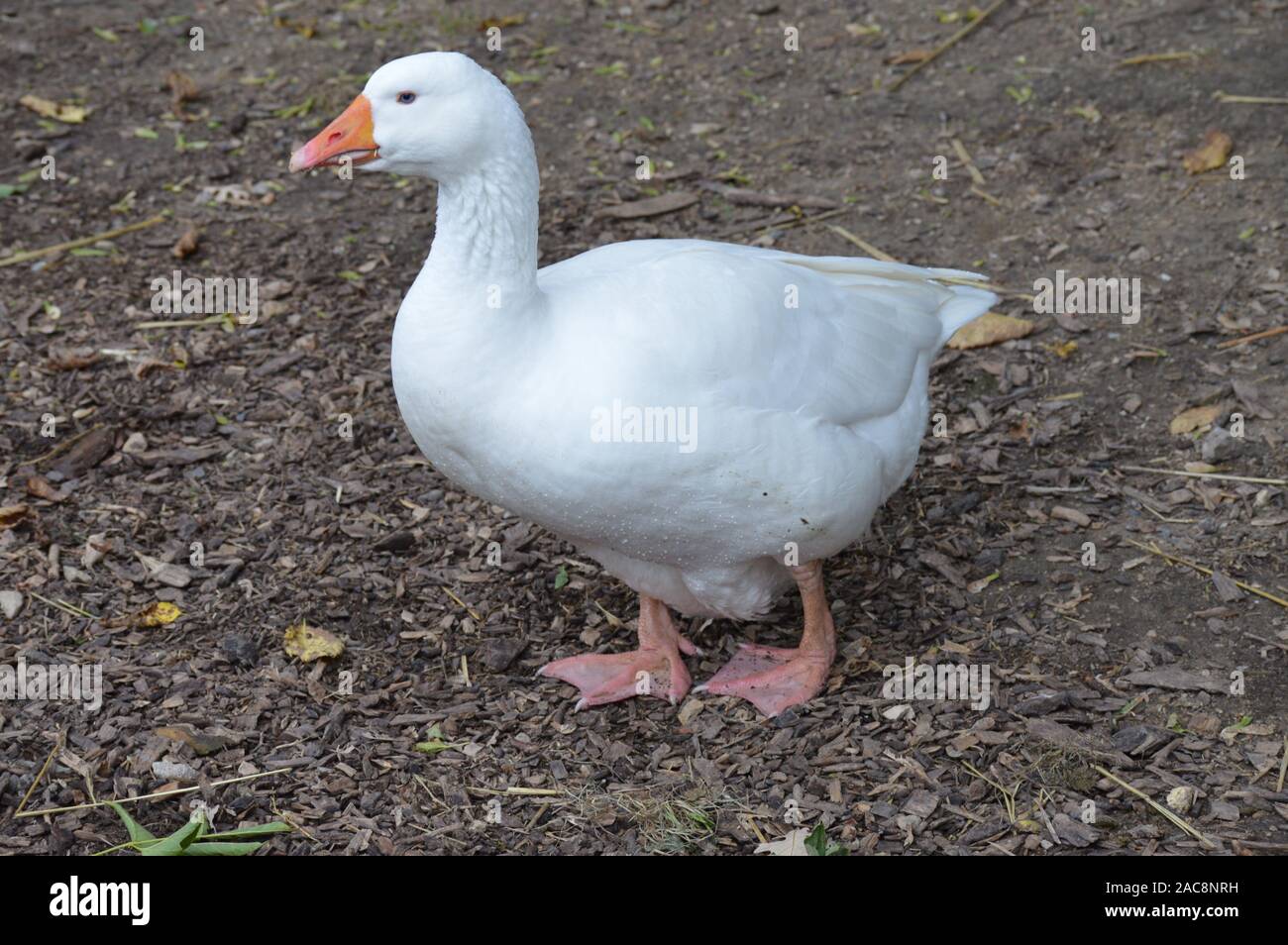 Oca presso la fattoria Foto Stock