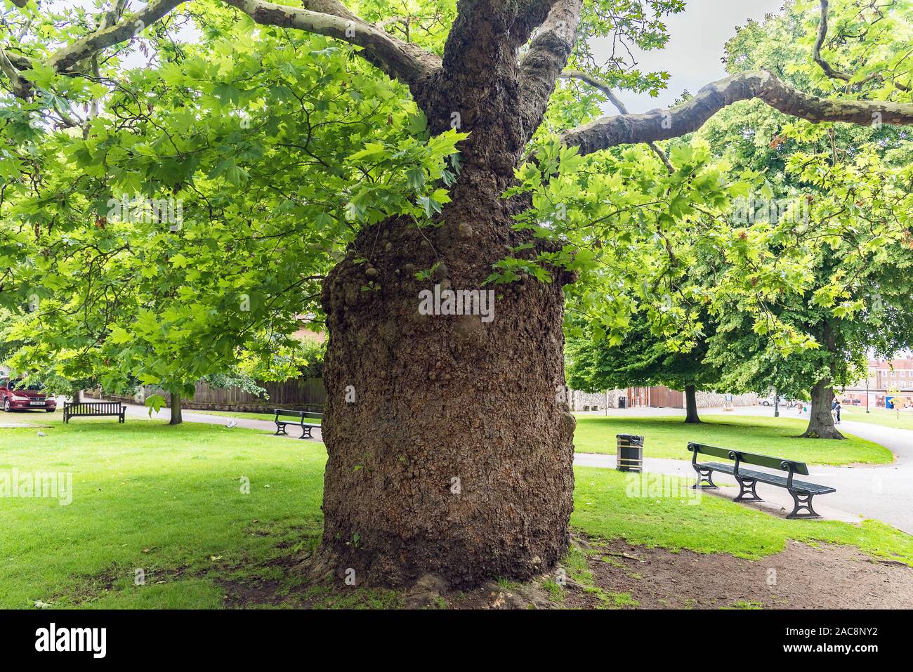 Odd tronco Dane John Gardens, Canterbury, Regno Unito Foto Stock