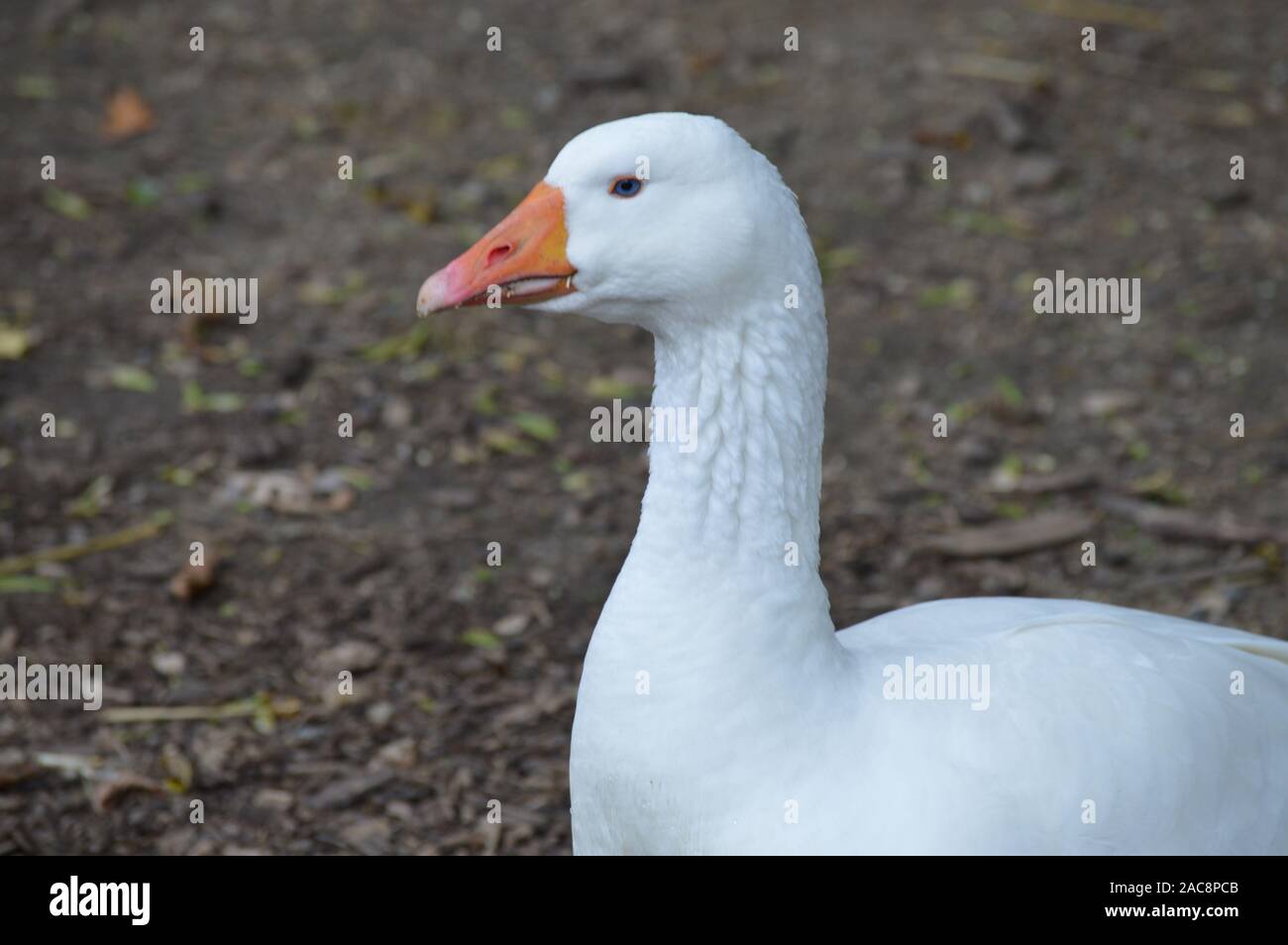 Oca presso la fattoria Foto Stock