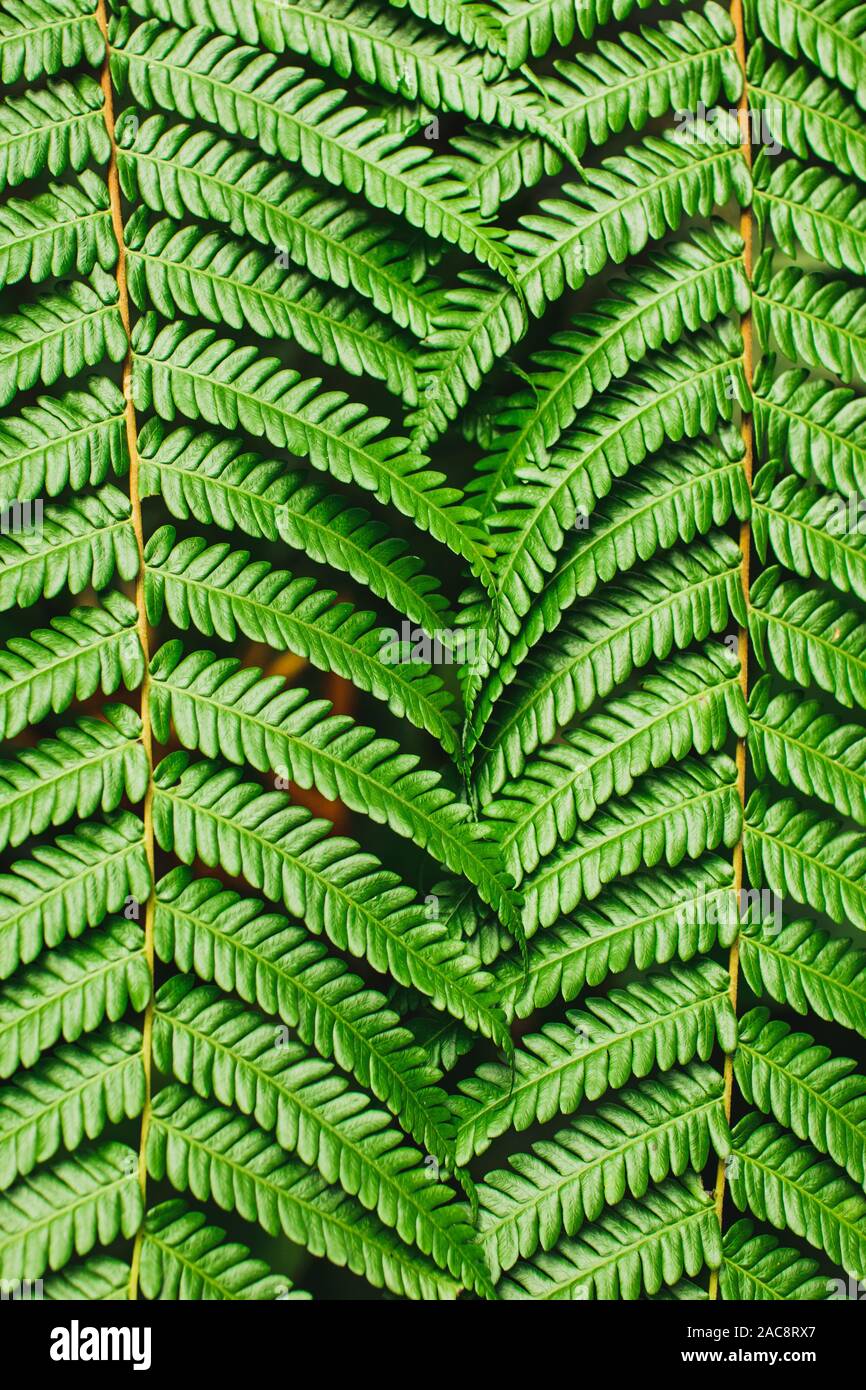 Verde sfondo tropicale. Perfetto foglie di felce texture. Linee astratte in natura, figura geometrica. Concetto di natura, foto verticale. Foto Stock