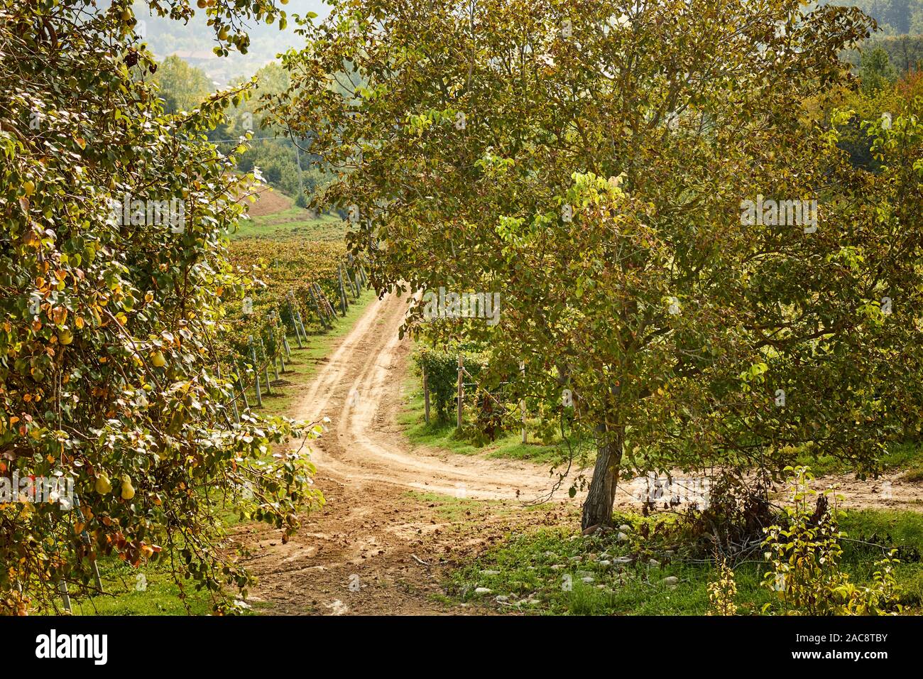 Dolcetto uva che cresce nelle Langhe Regione Piemonte, Italia Foto Stock