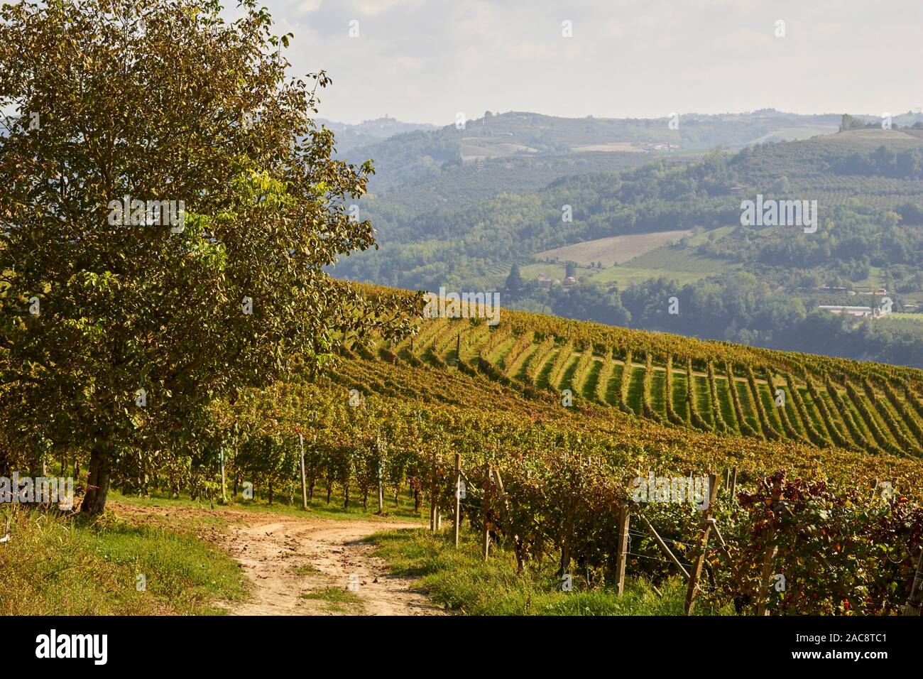 Dolcetto uva che cresce nelle Langhe Regione Piemonte, Italia Foto Stock