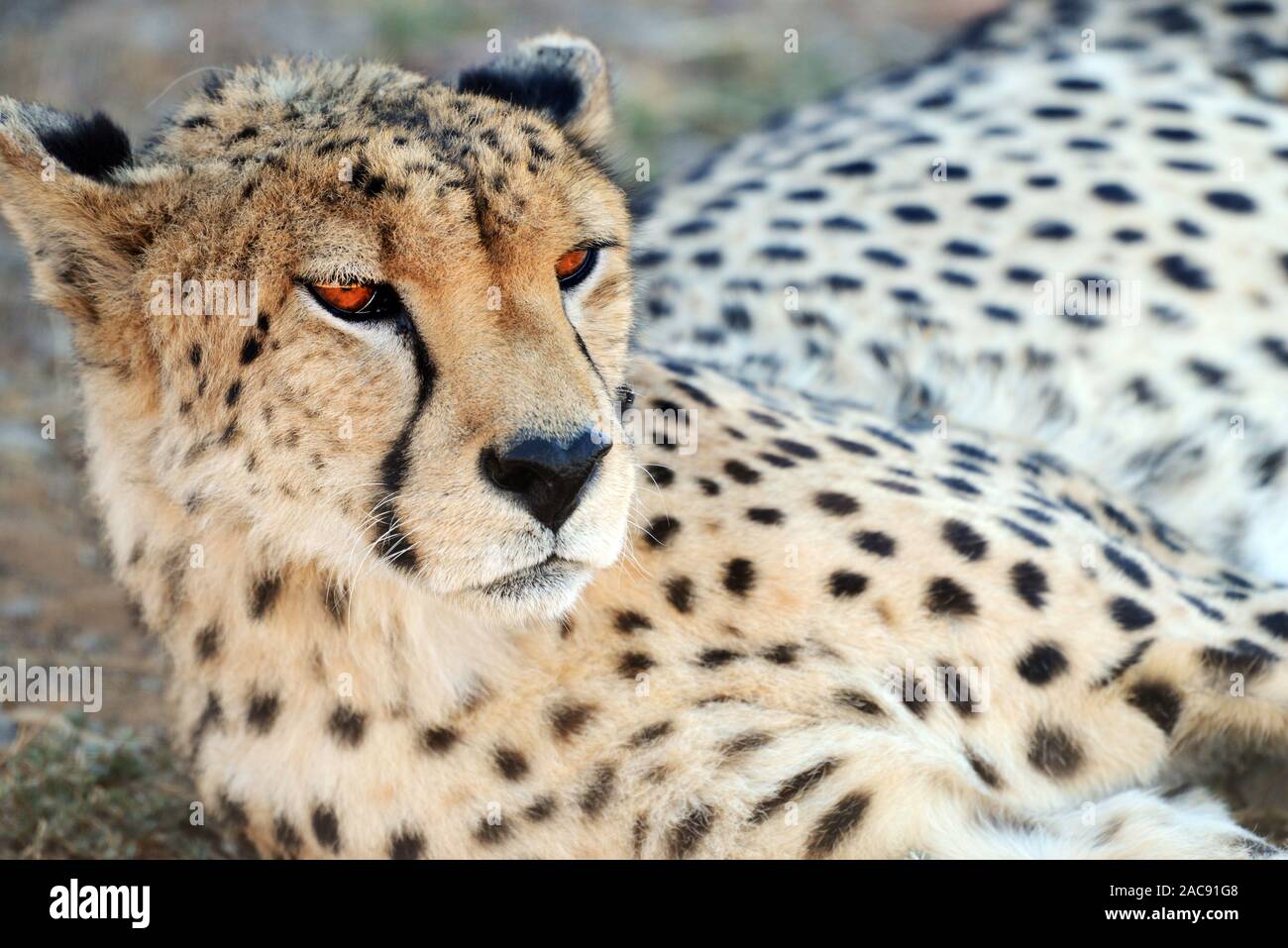 Un bel ghepardo a l'Aquila Game Reserve, Western Cape, Sud Africa Foto Stock