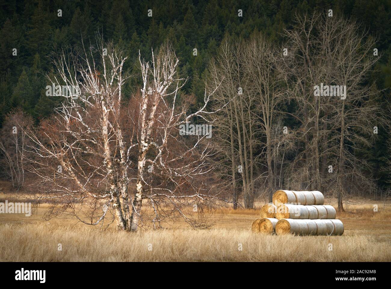 Inverno balle di fieno. Il fieno viene impilato e immagazzinato per l'inverno nella valle di Nicola della Columbia Britannica. Foto Stock