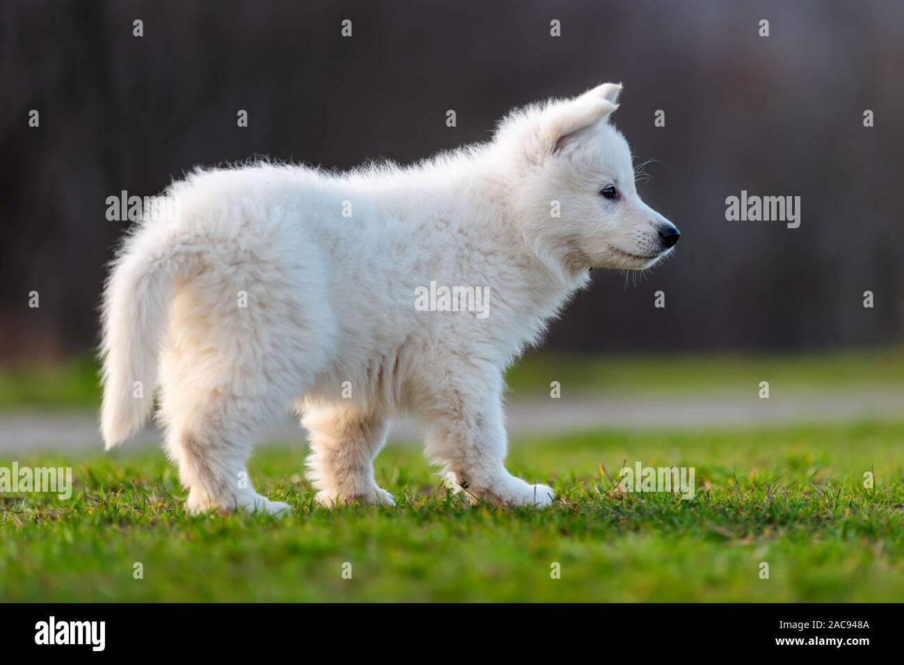 Cucciolo divertente carino Pastore Svizzero bianco ritratto di cane sul prato Foto Stock