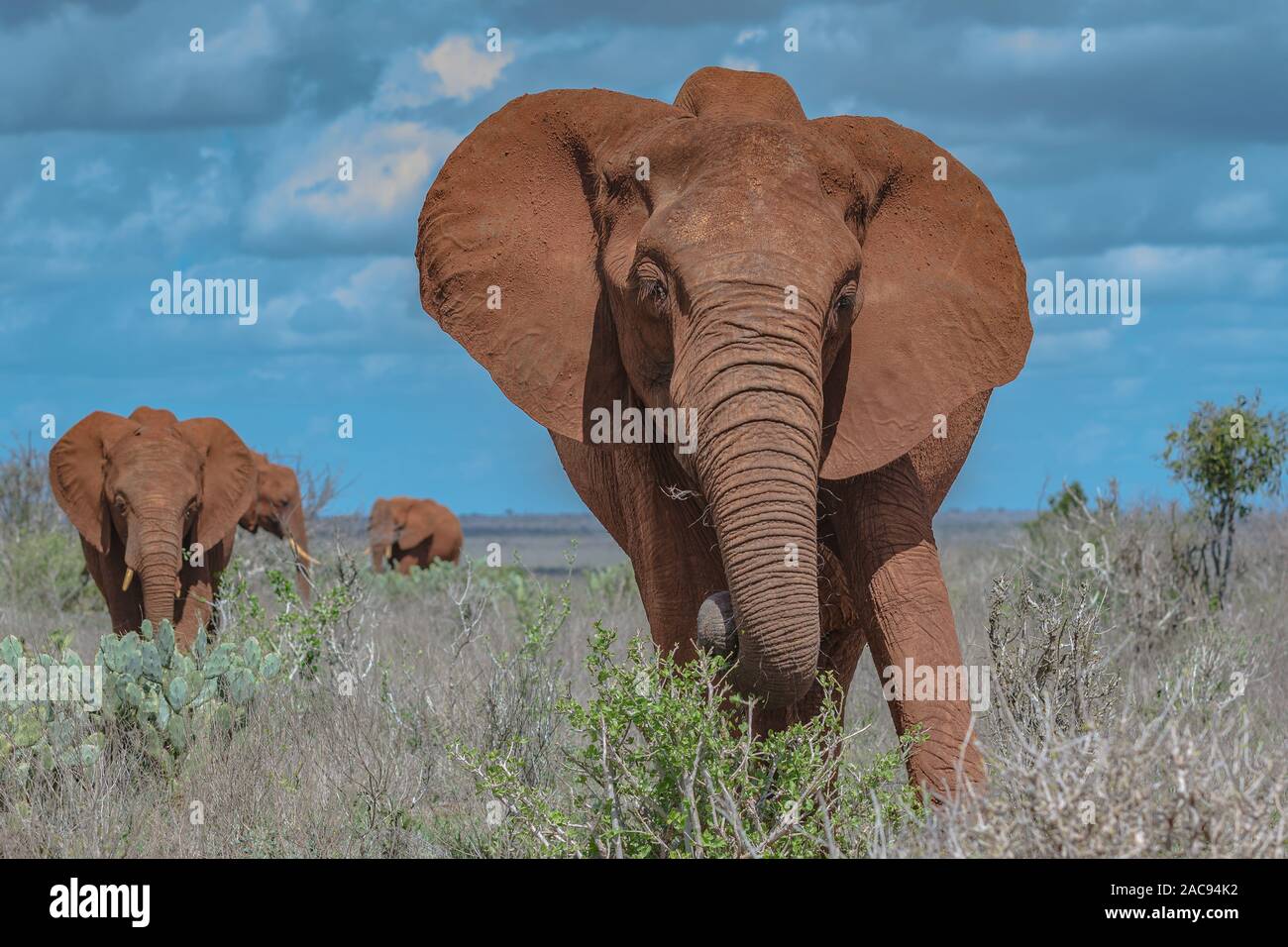 Un elefante in avanti di carica Foto Stock