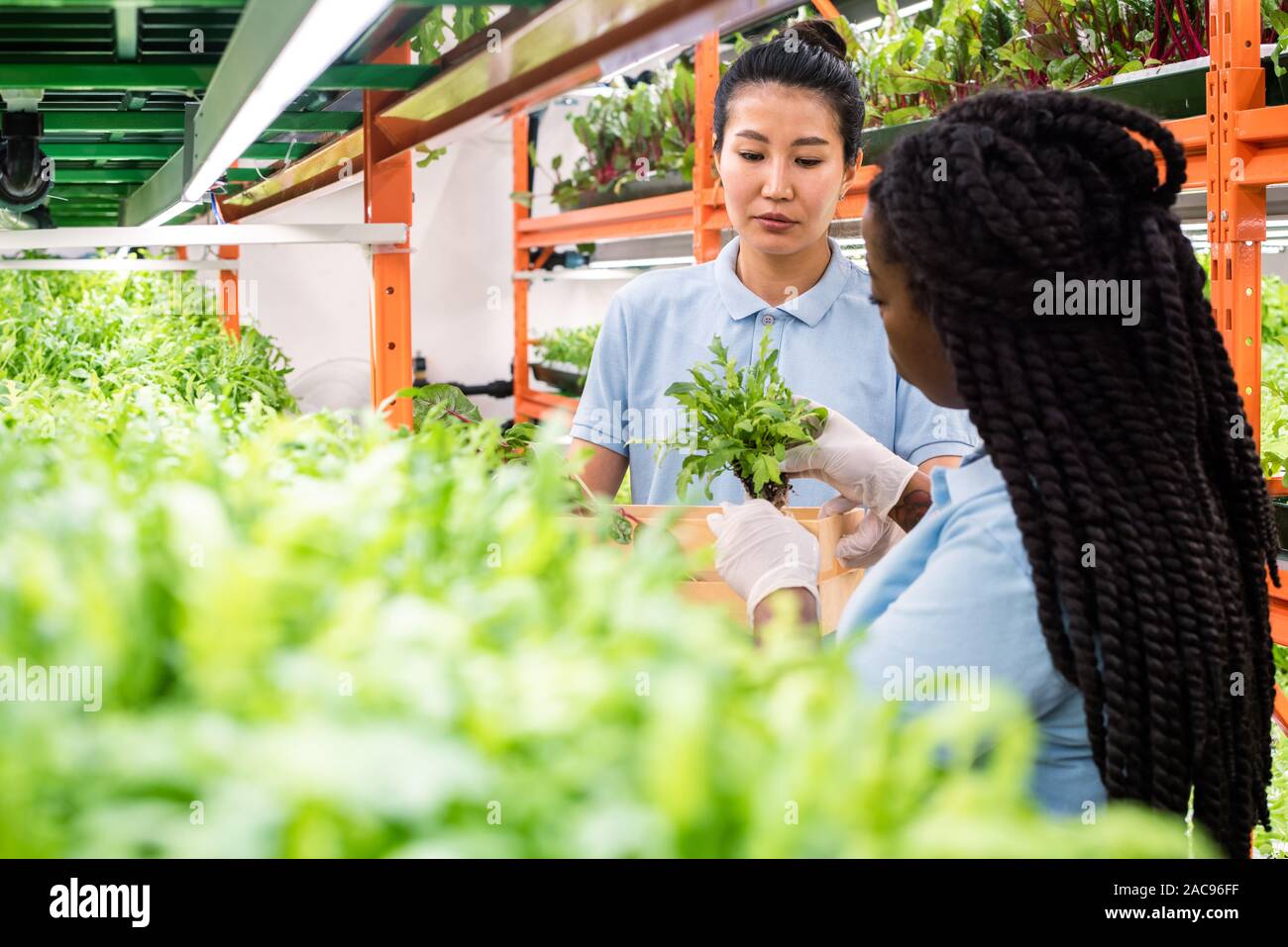 I giovani africani lavoratore serra mettendo le piantine nella scatola detenute da donna asiatica Foto Stock