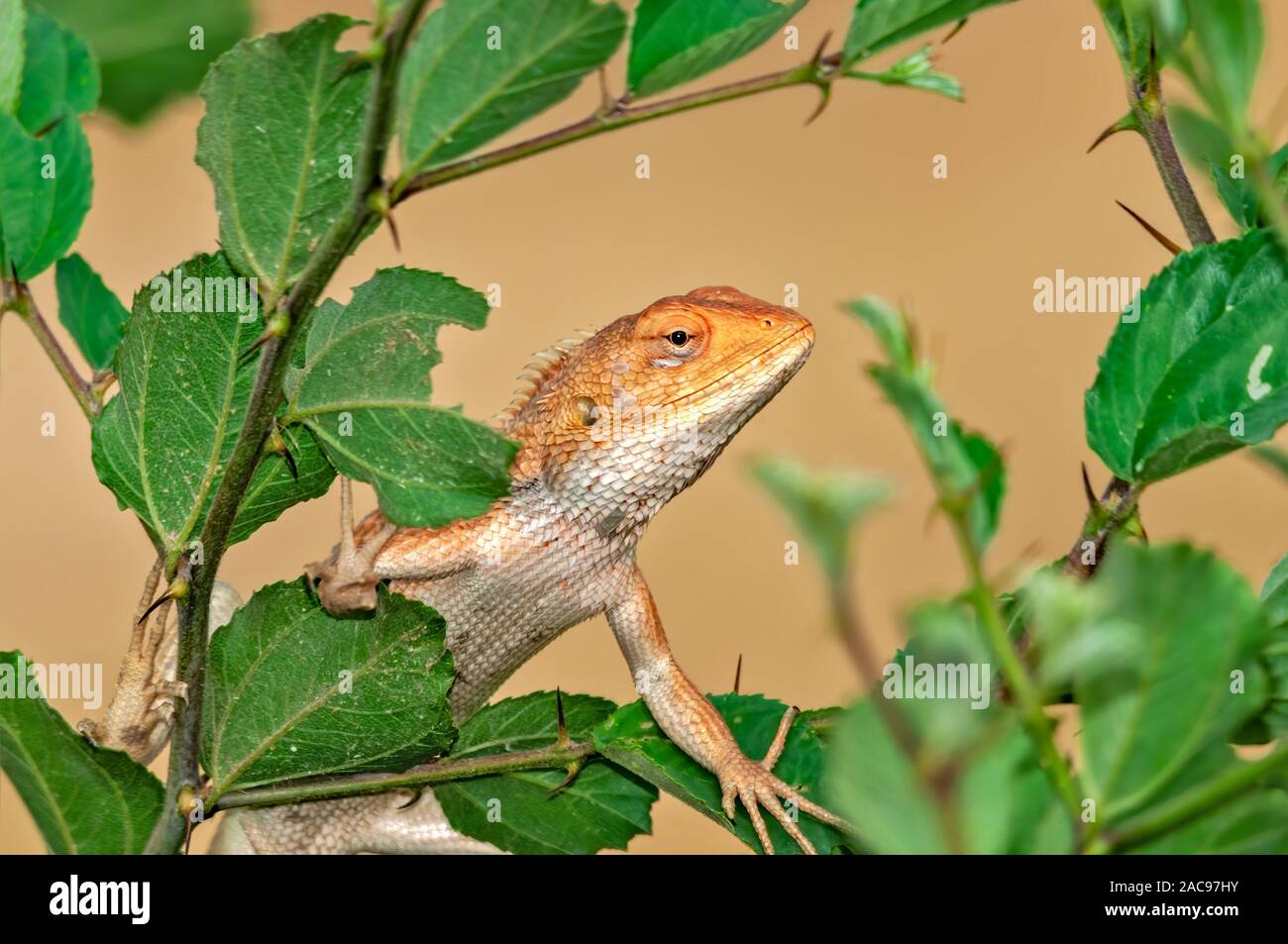 Giardino orientale lizard climbibg su un albero Foto Stock