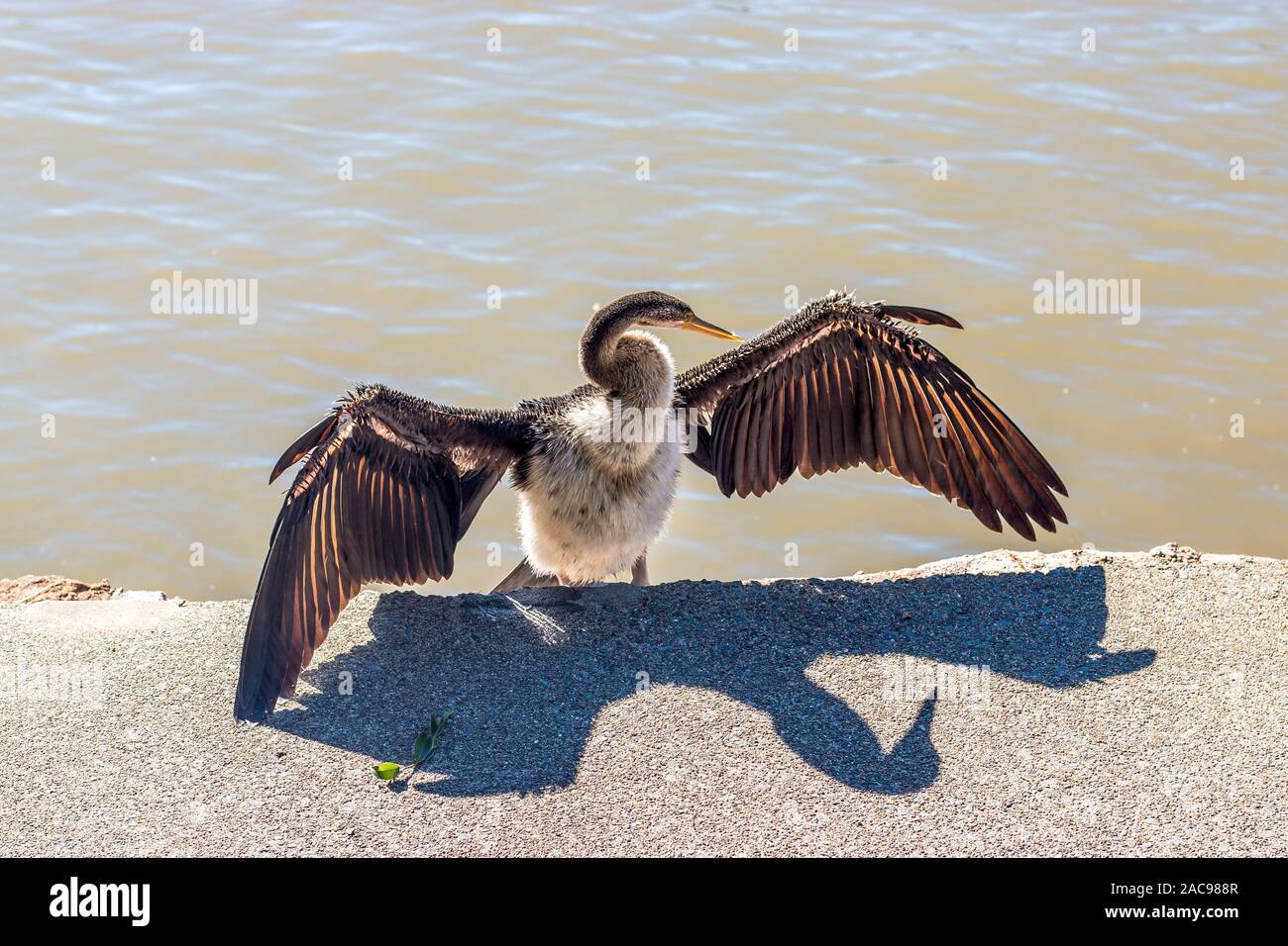 Un uccello acqua ensoleillement stesso e diffondere le sue ali ad asciugare lungo il fiume Brisbane dopo essere stato in acqua Foto Stock