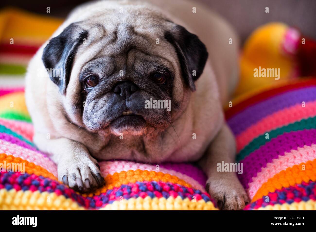 Nizza arrabbiato cane pug pigro relax su una colorata a mano coperta a crochet in casa Foto Stock
