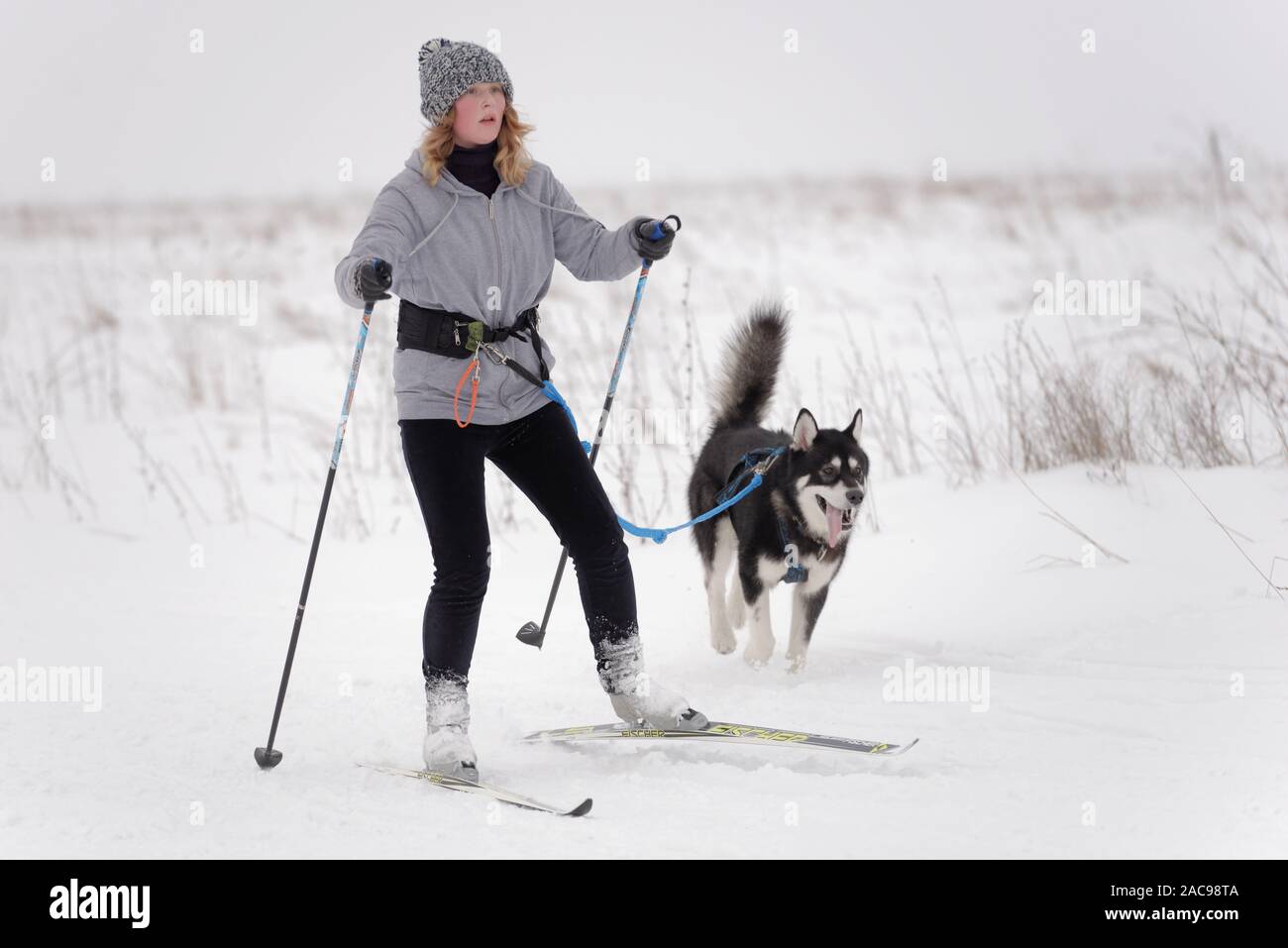 Atleta e cane competere nel cane skijoring competizioni durante il Grand tour Kulikovo Pole. Competizioni includono anche sled dog racing Foto Stock