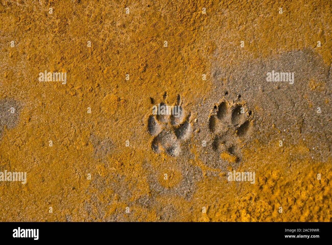 La zampa del cane si stampa nella sabbia del Sahara occidentale a Dakhla, Nord Africa Foto Stock