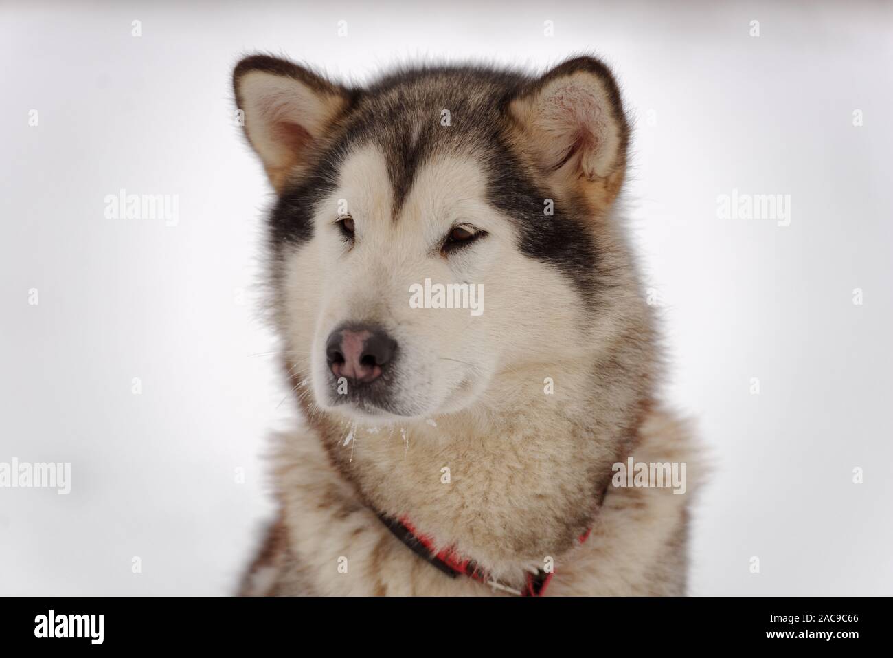 Cane di Alaskan Malamute razza seduto su una neve prima lo Sled Dog racing Foto Stock