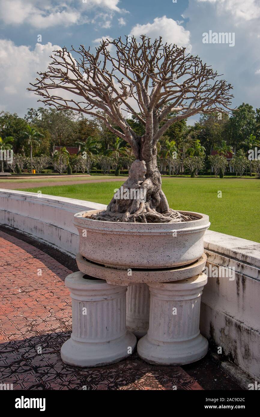 Una ramificazione secco albero di bonsai con radici spesse in marmo bianco pot sorge in un parco. Piastrella rosso sulla strada. Sfondo con un prato verde e alberi blur Foto Stock