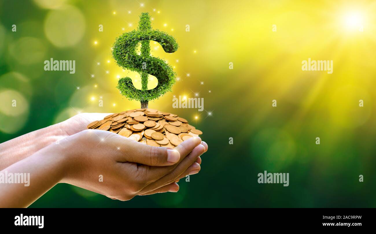 Lato albero di monete l'albero cresce sulla pila. Risparmio di denaro per il futuro. Le idee di investimento e crescita aziendale. Sfondo verde con bokeh sun Foto Stock