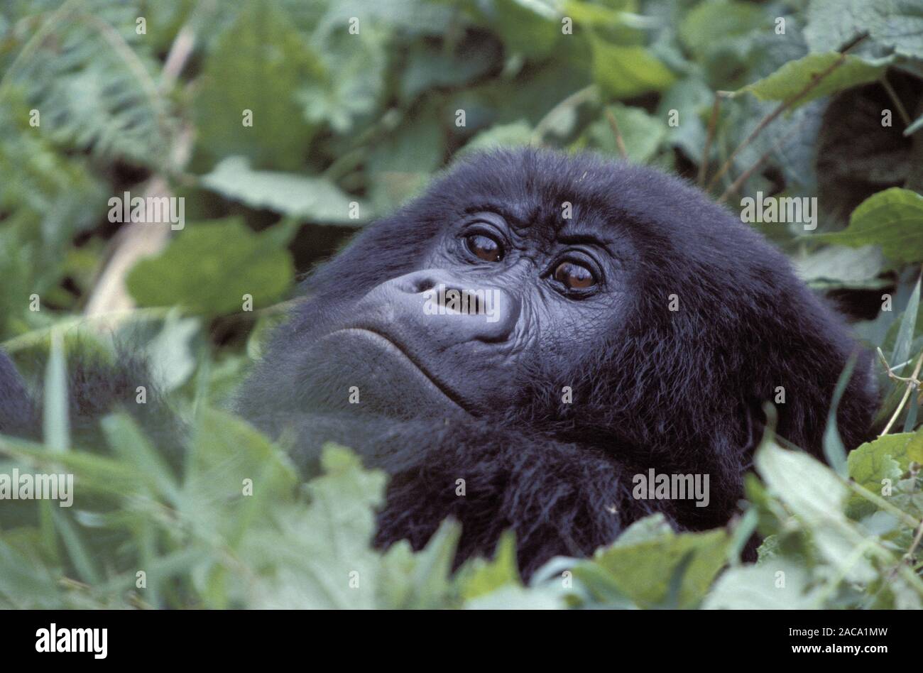 Gorilla gorilla di montagna, Berggorilla,Gorilla gorilla beringei, il parco nazionale del Vulcano, Ruanda, Ruanda, Foto Stock