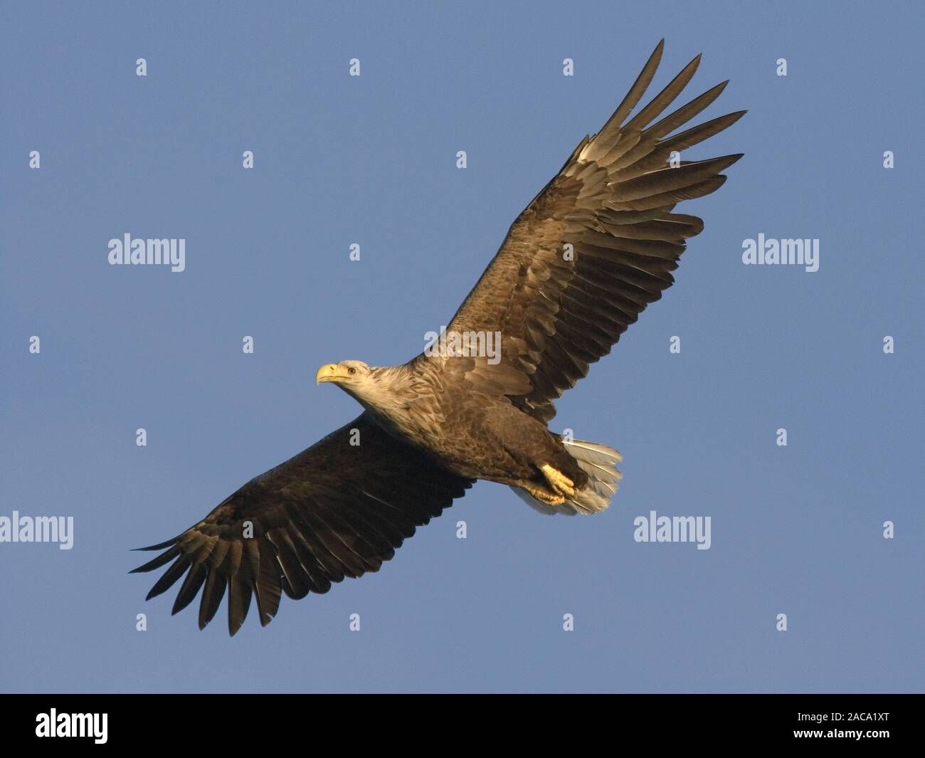 White-tailed Sea Eagle, Haliaeetus albicilla, Seeadler, Norvegia, Norwegen, Europa, Europa Foto Stock