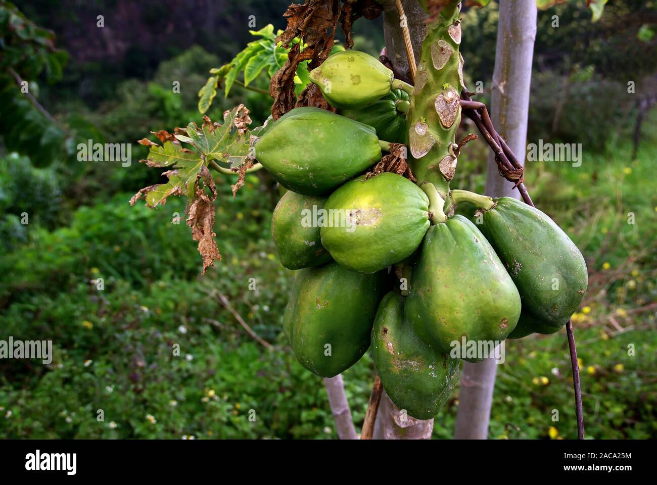 Carica papaya - Papayabaum Foto Stock