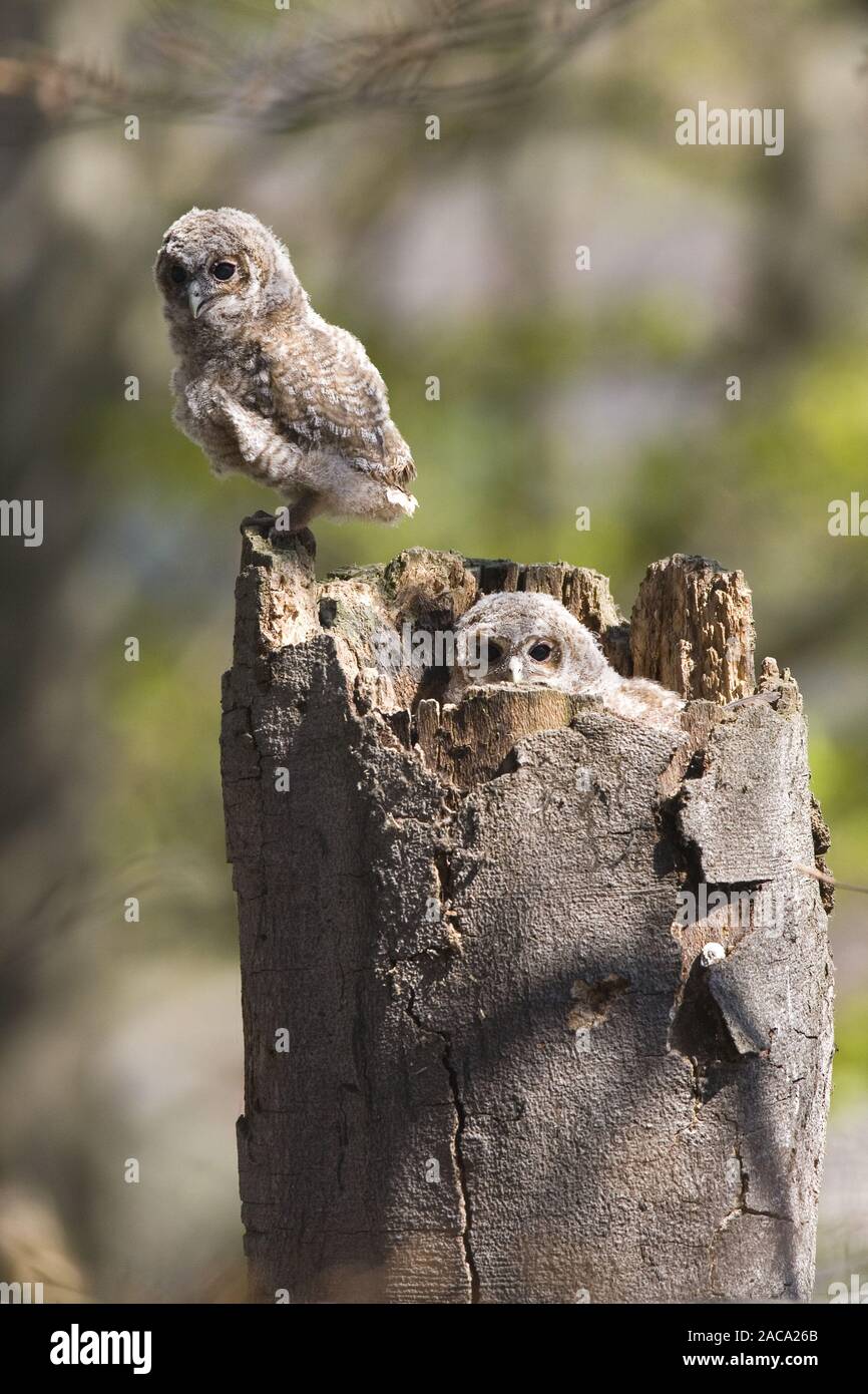 Comune di gufo notturno, Eurasian Allocco Foto Stock