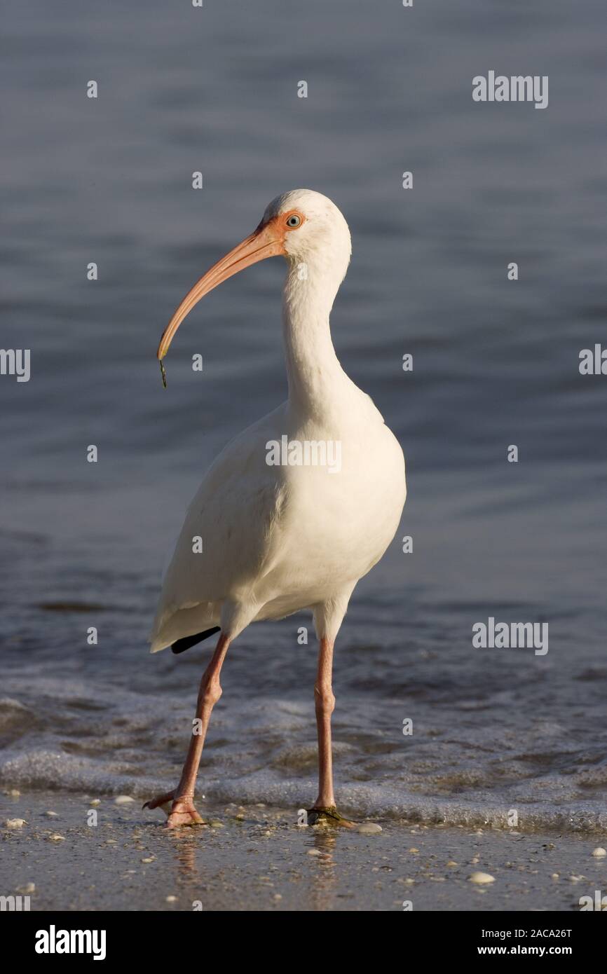 Americano bianco ibis Foto Stock