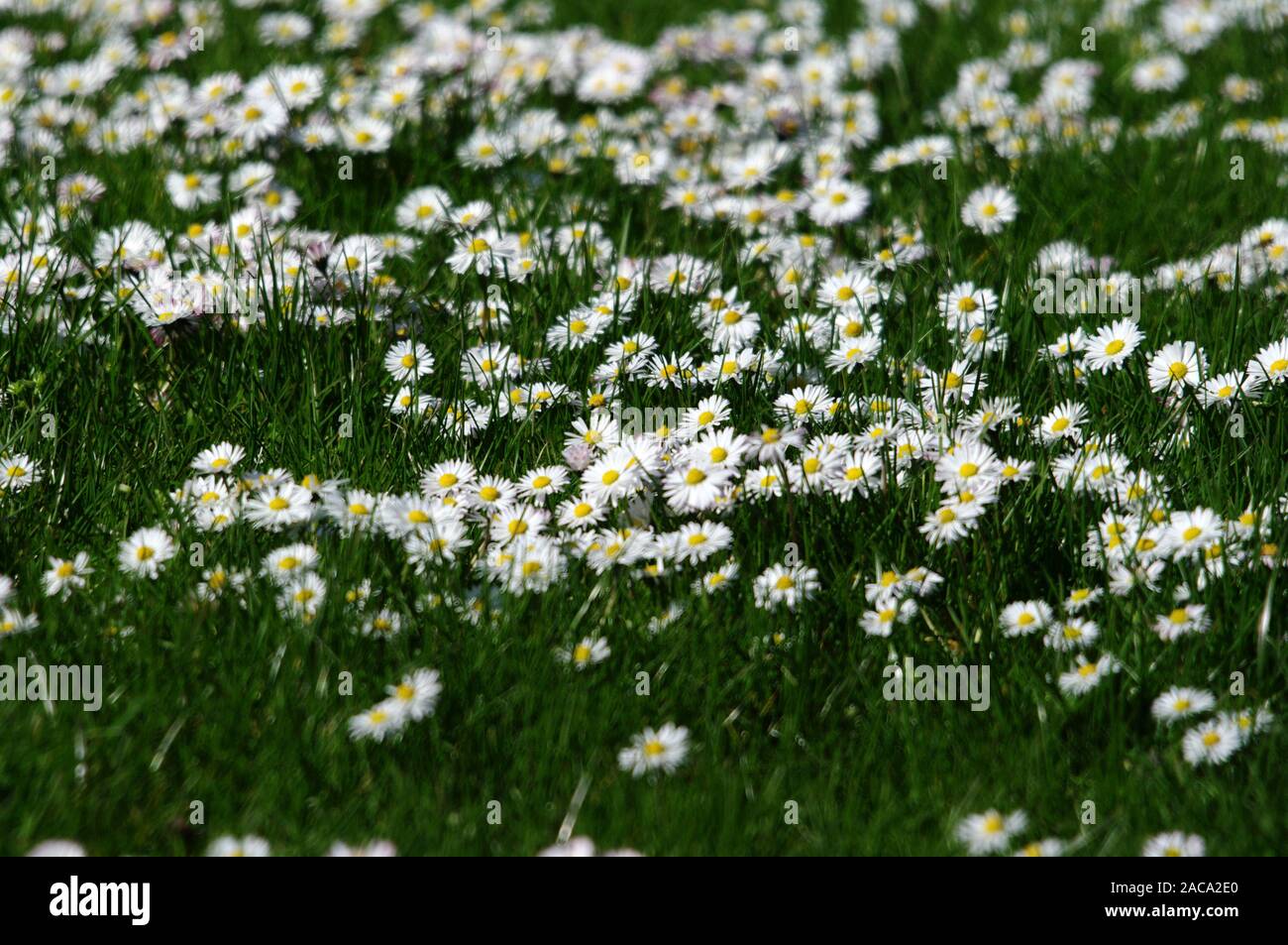 Daisy - Bellis perennis Foto Stock