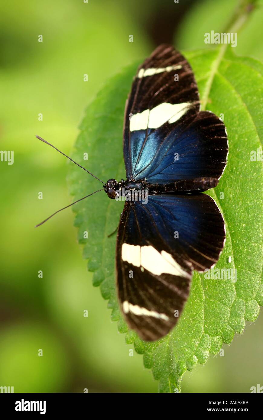 Sara Longwing Foto Stock