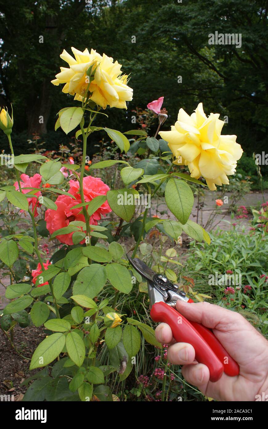 Rosa, rosa, nobile taglio di rose Foto Stock