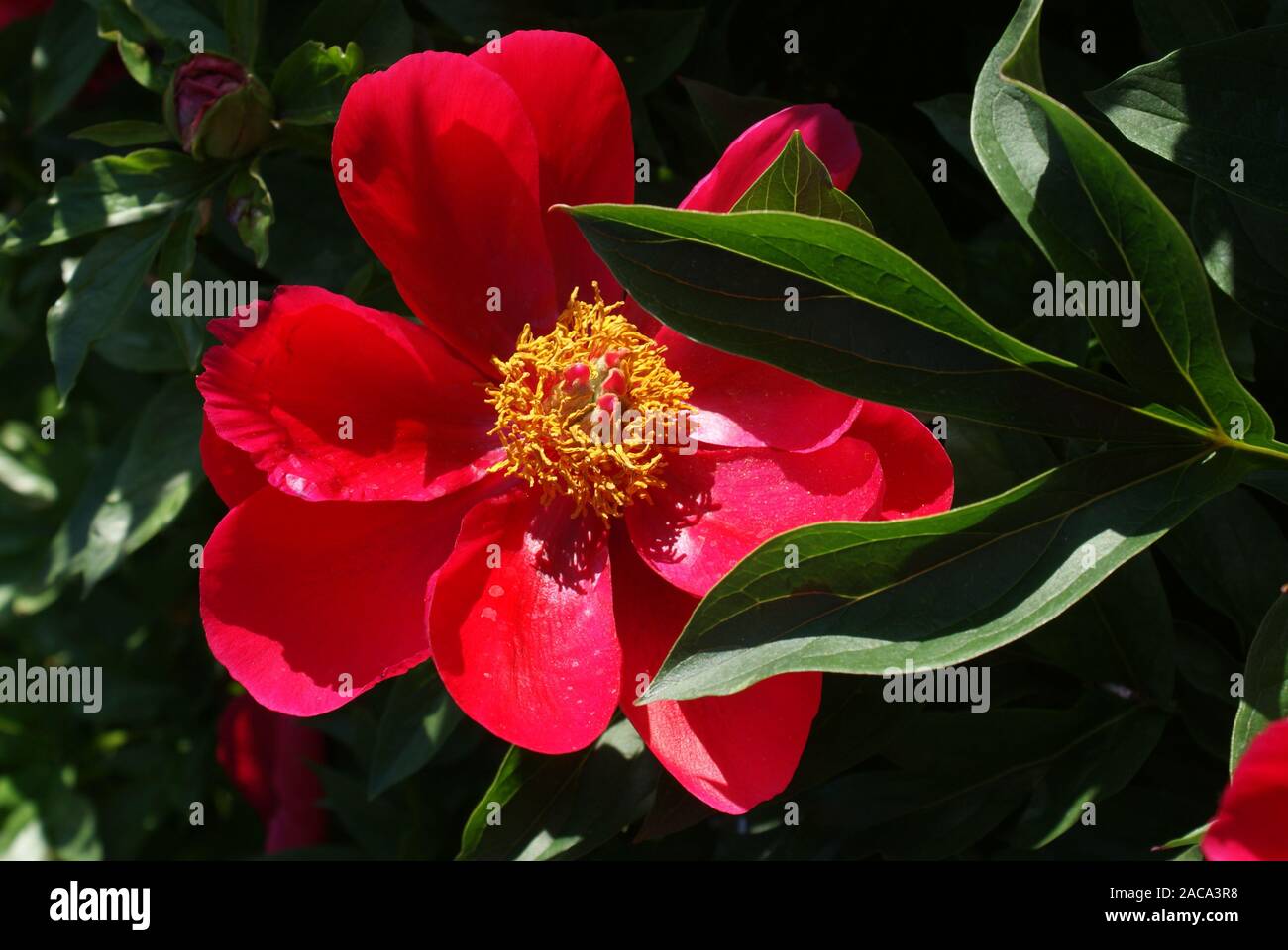 Paeonia peregrina var. romantica, Pfingstrose Foto Stock