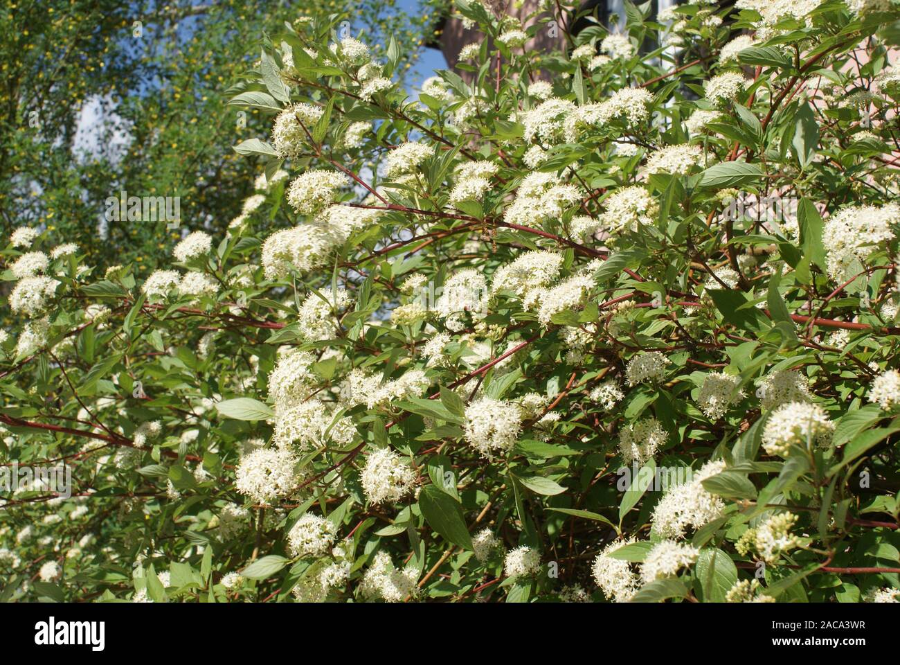 Cornus alba Sibirica, corniolo, sanguinello Foto Stock