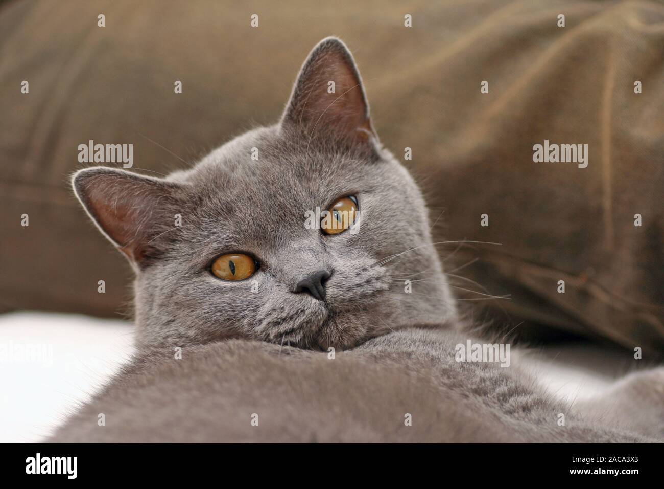 Pedigree cat: Chartreux (di Certosini) Foto Stock