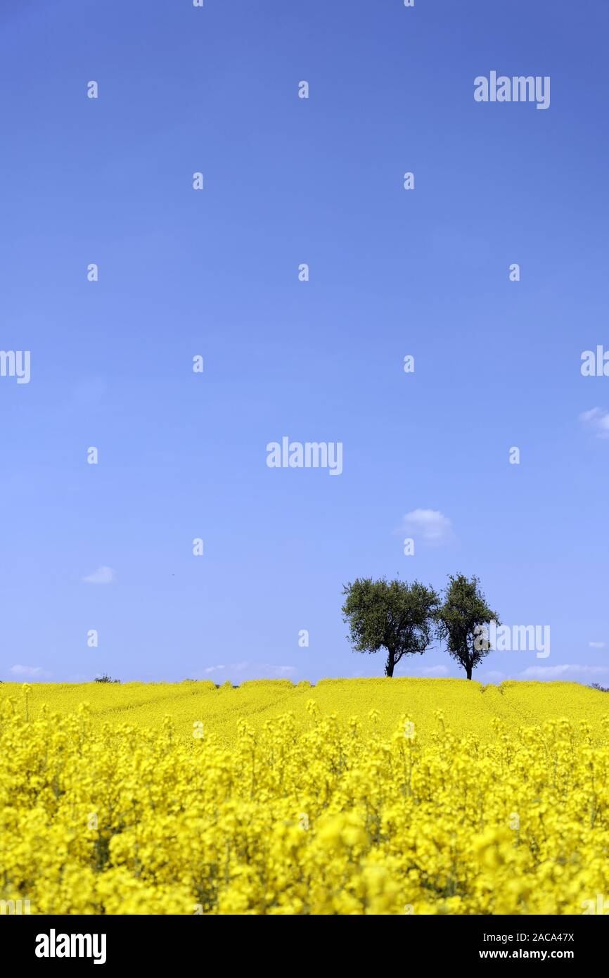 Campo di colza con alberi Foto Stock