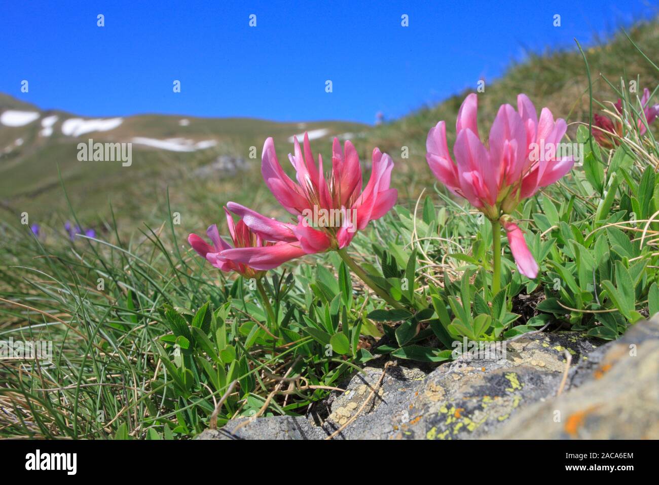 Fiori di trifoglio alpino (Trifolium alpinum) a 2400m vicino al Col de Puymorens, Pyrénées-Orientales, Francia. Foto Stock