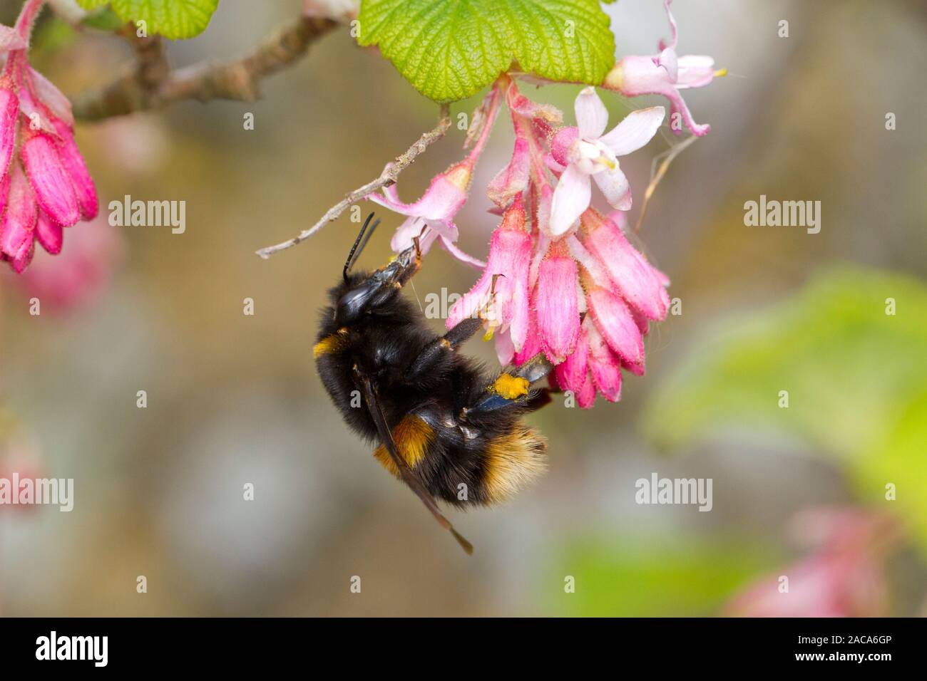 Buff-tailed bumblebee (Bombus terrestris) queen alimentazione su Ribes sanguineum in un giardino. East Sussex, Inghilterra. Marzo. Foto Stock