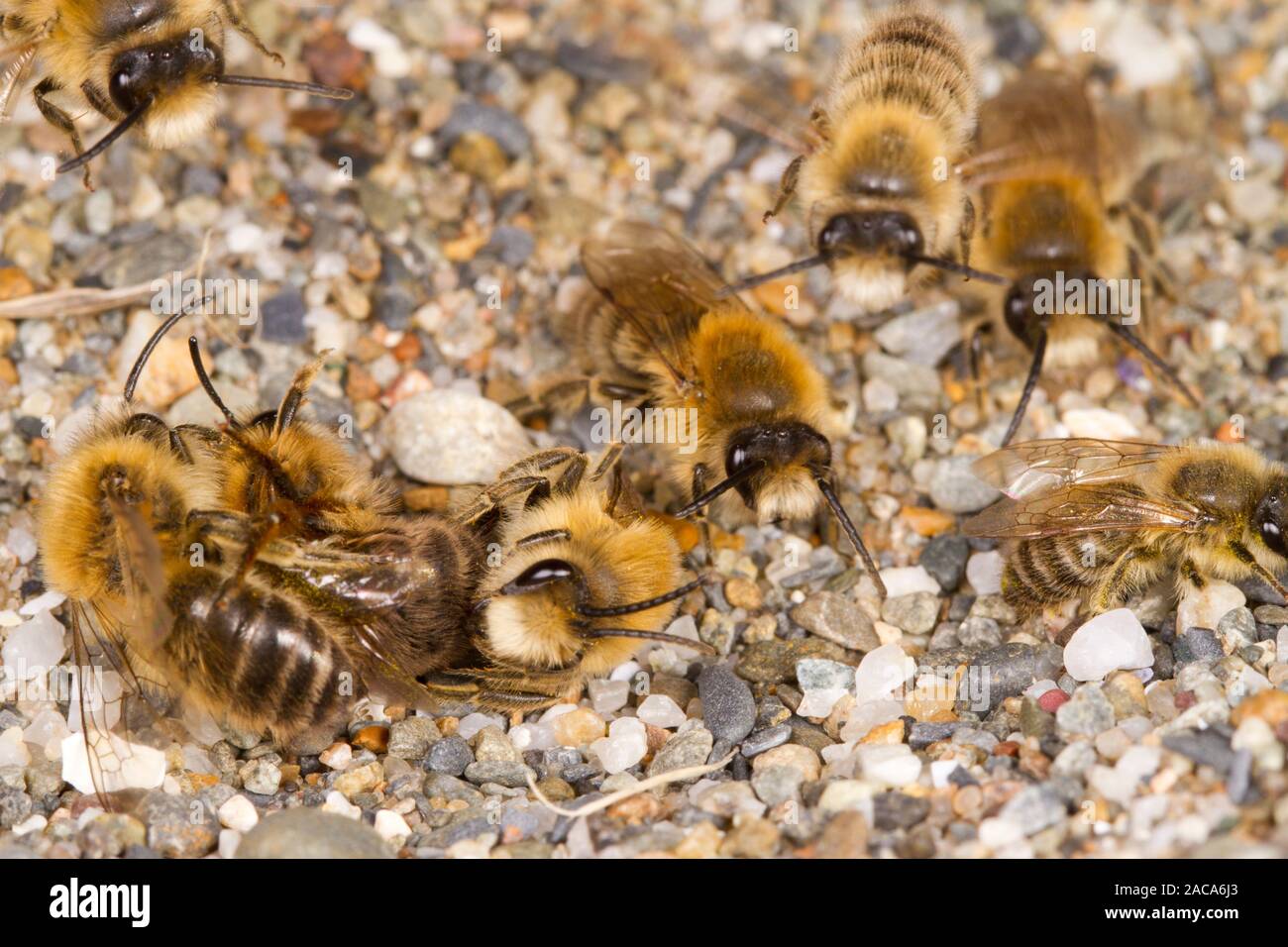 Colletes primaverile (Colletes cunicularis) api adulte di aggregazione di accoppiamento sulla sabbia costiera in primavera. Aber Dysynni, Gwynedd, Galles. Marzo. Foto Stock