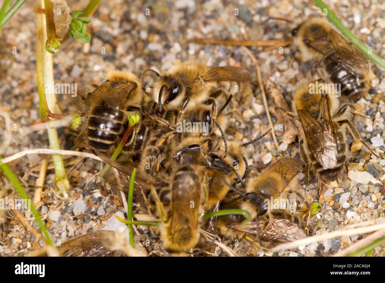 Colletes primaverile (Colletes cunicularis) api adulte di aggregazione di accoppiamento sulla sabbia costiera in primavera. Aber Dysynni, Gwynedd, Galles. Marzo. Foto Stock