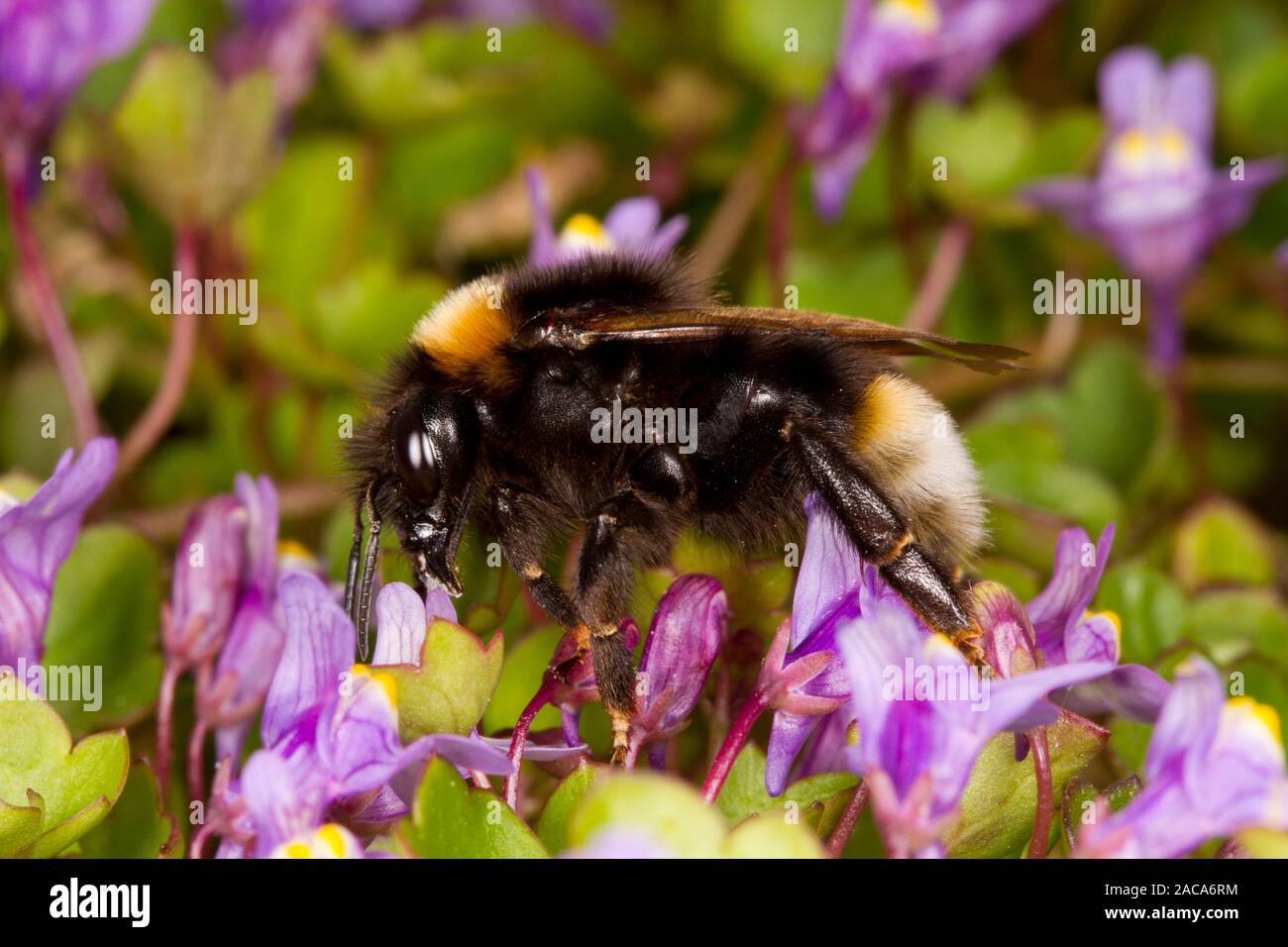 Vestal cuculo bumblebee (Bombus vestalis) femmina adulta alimentazione su ivy-lasciava toadflax. Newhaven, East Sussex, Inghilterra. Aprile. Foto Stock