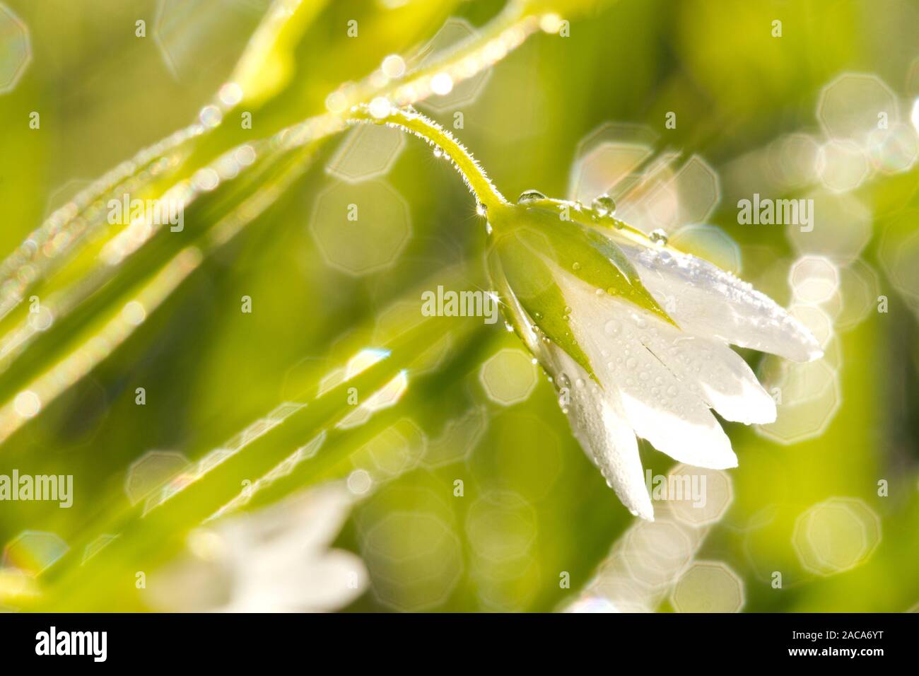 Maggiore Stitchwort (Stellaria holostea) fioritura. Powys, Galles. Maggio. Foto Stock