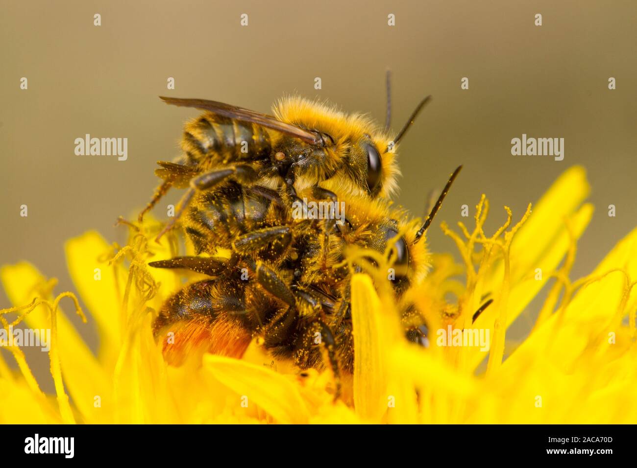 Arancio-sfiatato Mason api (Osmia leaiana) adulti in accoppiamento un fiore di tarassaco. Powys, Galles. Maggio. Foto Stock