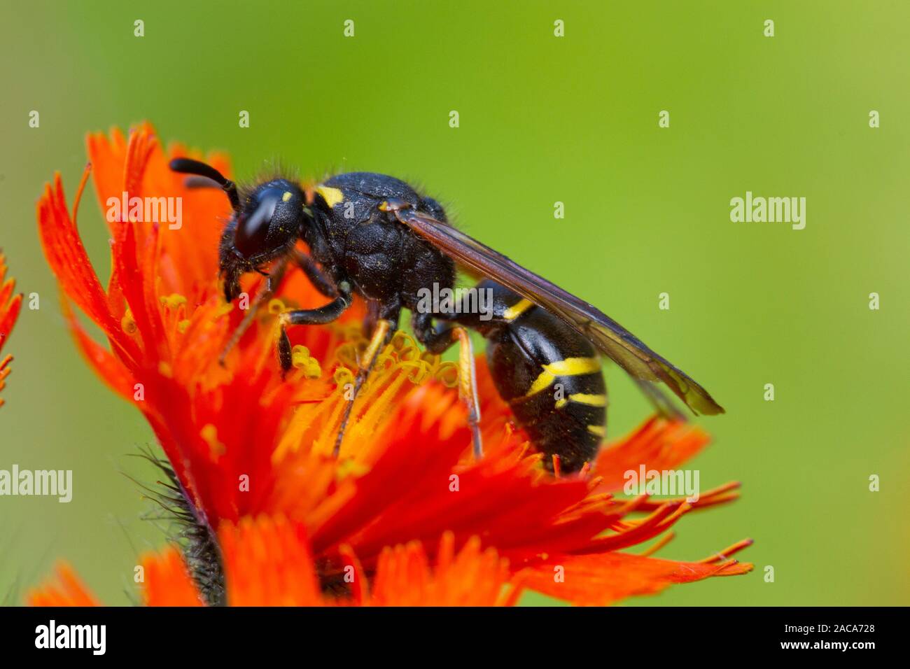 Spinosa zampe (Mason-Wasp Odynerus spinipes) femmina adulta alimentazione su Orange Hawkweed. Powys, Galles. Luglio. Foto Stock