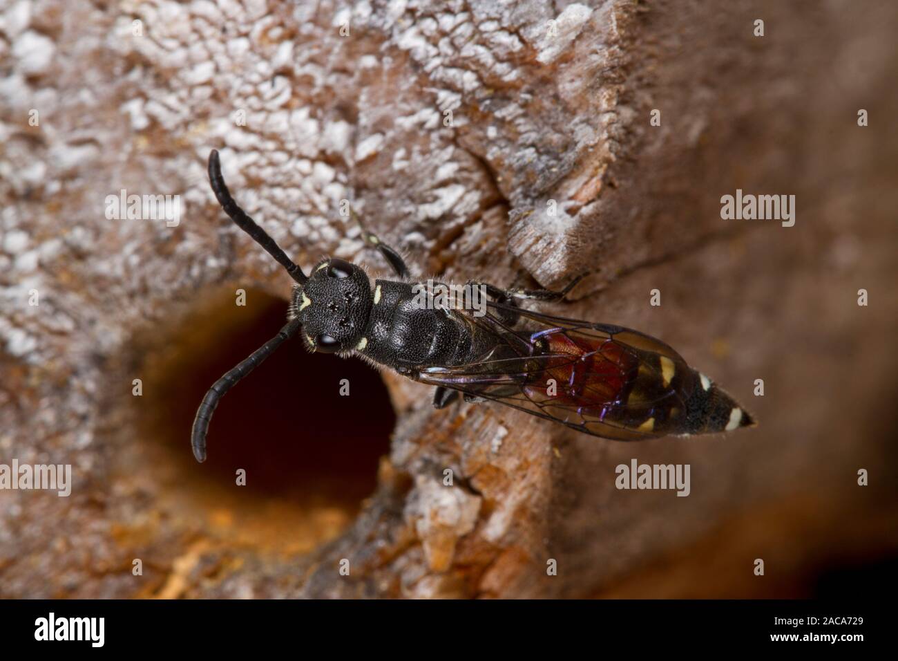 White-spotted Sapyga o Cuckoo-wasp (Sapyga quinquepunctata) femmina adulta a nidi di Orange-Vented Mason Bee (Osmia leaiana). Carmarthen, Galles. Luglio Foto Stock