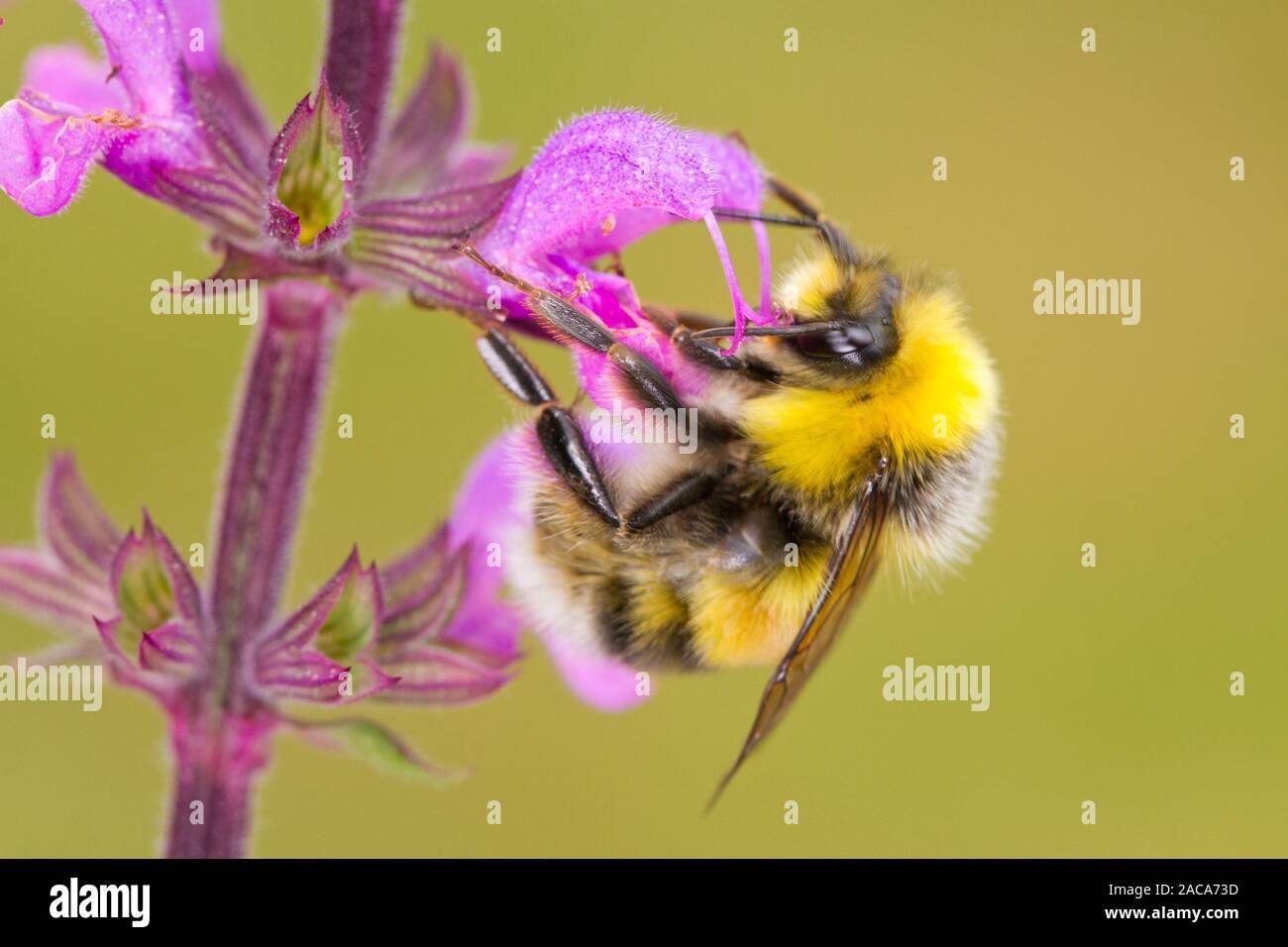 White-tailed Bumblebee (Bombus lucorum) maschio adulto alimentazione su un Salvia 'Serenade' fiore in un giardino. Powys, Galles. Luglio. Foto Stock