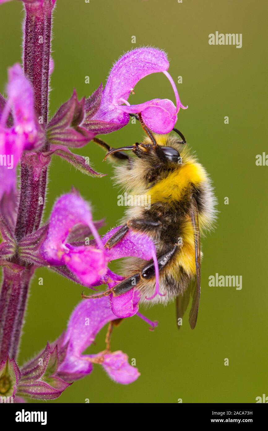 White-tailed Bumblebee (Bombus lucorum) maschio adulto alimentazione su un Salvia 'Serenade' fiore in un giardino. Powys, Galles. Luglio. Foto Stock