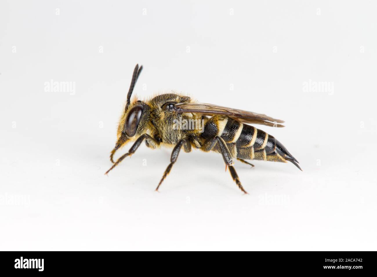 Shiny-sfiatato sharp-tail bee (Coelioxys inermis) femmina adulta fotografata su uno sfondo bianco. Powys, Galles. Agosto. Foto Stock