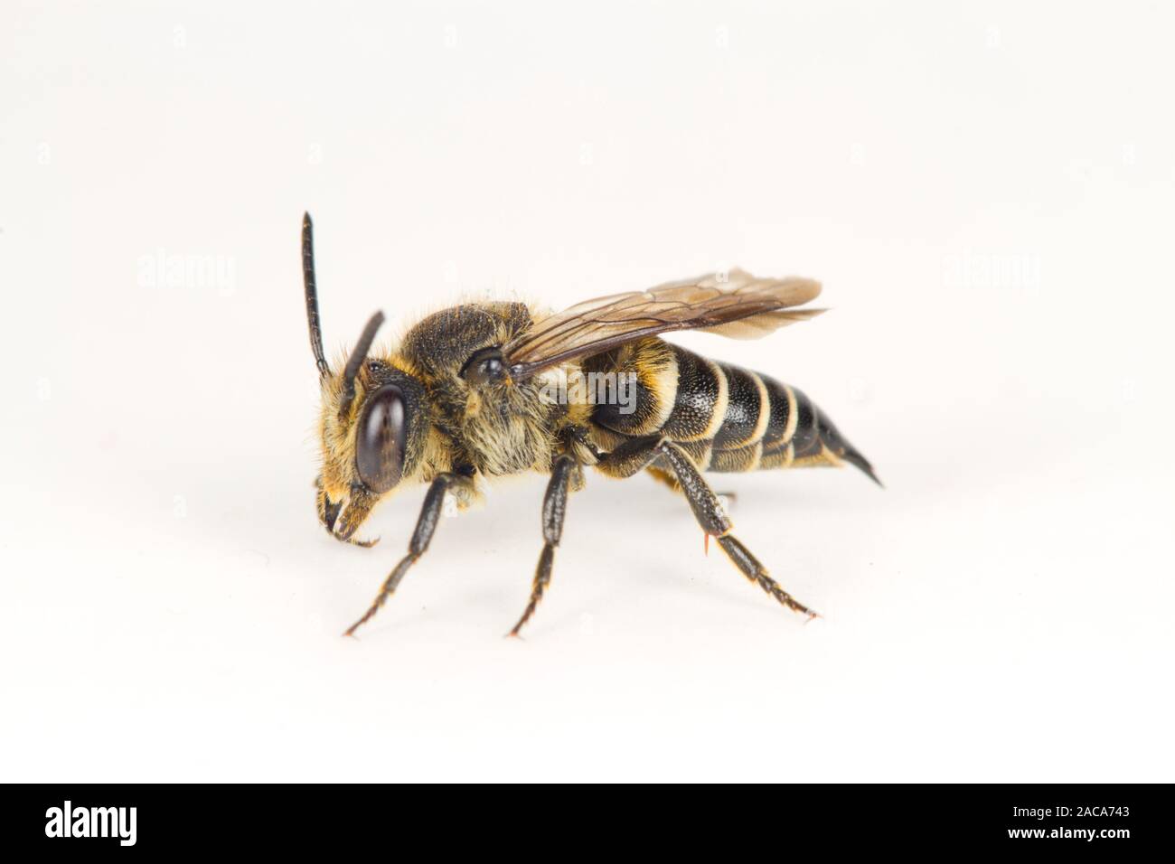 Shiny-sfiatato sharp-tail bee (Coelioxys inermis) femmina adulta fotografata su uno sfondo bianco. Powys, Galles. Agosto. Foto Stock