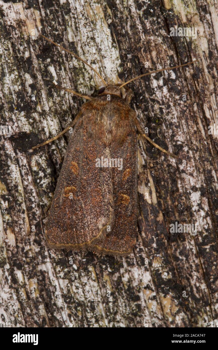 Rustico Hedge (Tholera cespitis) falena adulta in appoggio sul legno. Powys, Galles. Agosto. Foto Stock