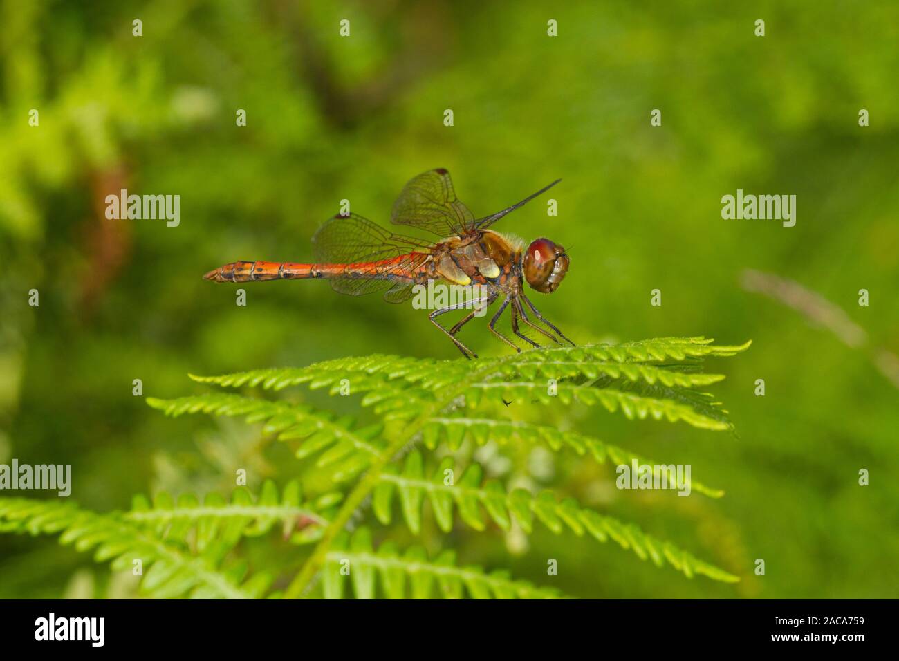 Common darter dragonfly (Sympetrum striolatum) maschio adulto arroccato su bracken. Cors Fochno, Ceredigion, Galles. Settembre. Foto Stock
